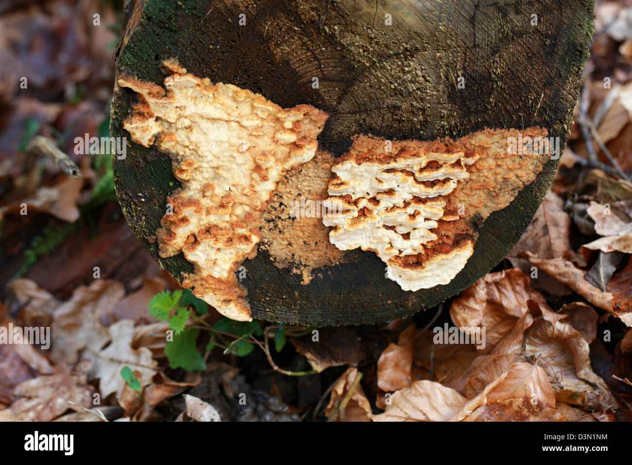 Root Rot, Root Fomes, Heterobasidion annosum (Fomes annosus), Bondarzewiaceae. Growing on a Recently Felled Conifer Tree. Stock Photo