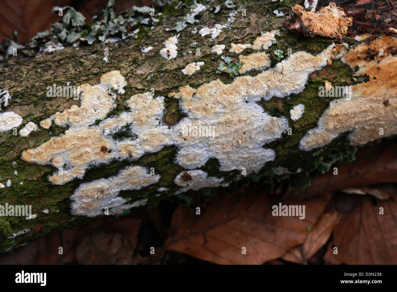 Split Porecrust Fungus, Schizopora paradoxa, Schizoporaceae. Growing on A Dead Branch. Stock Photo
