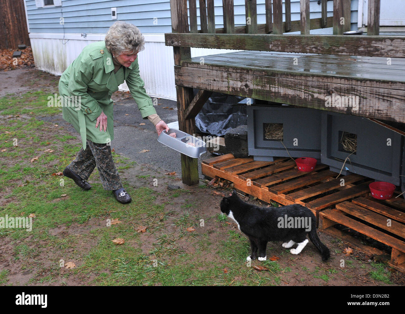 Feeding feral stray cats in Branford CT USA Stock Photo