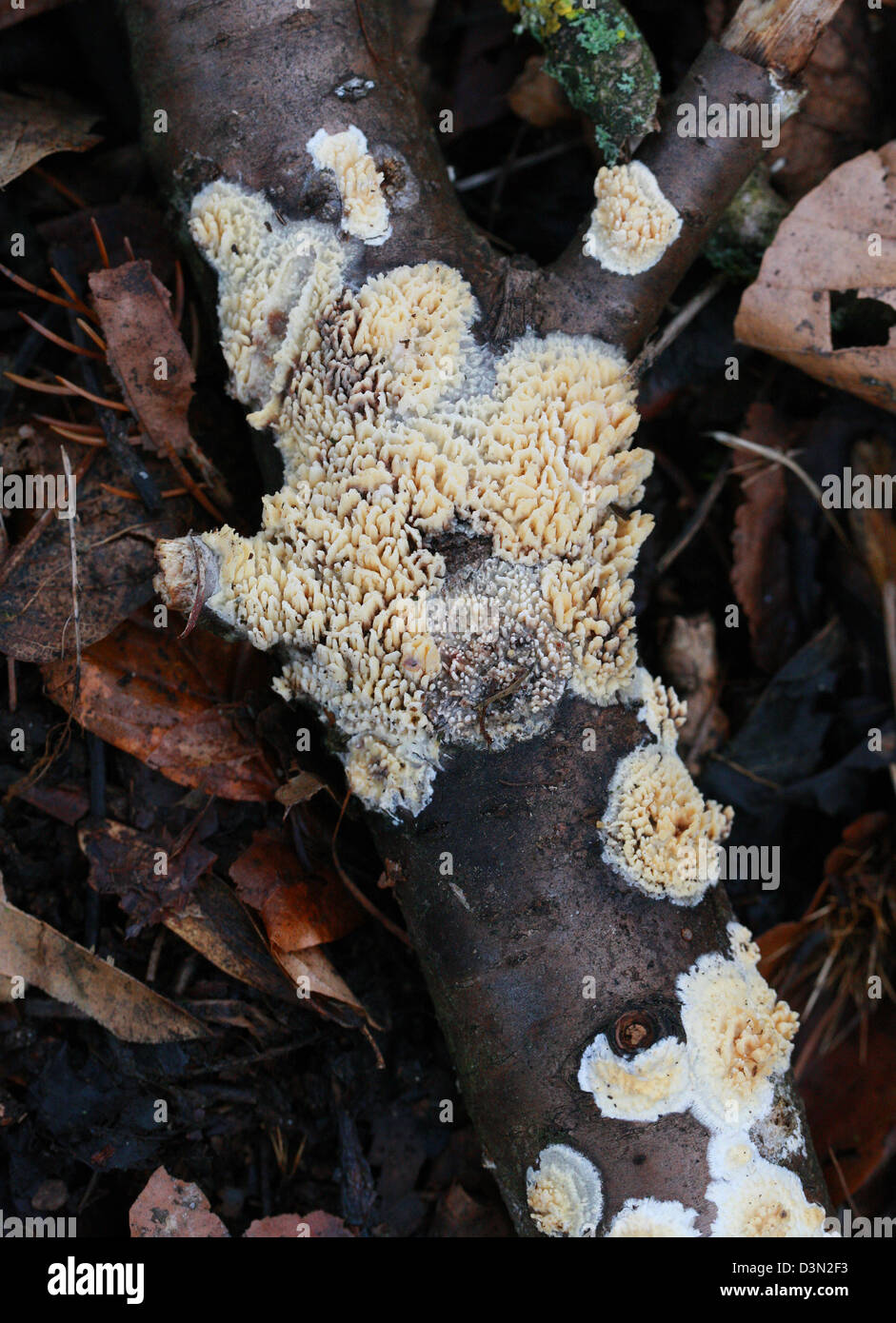 Toothed Crust, Basidioradulum radula (Syn. Hyphoderma radula), Schizoporaceae. Mature Resupinate Fungus. Stock Photo
