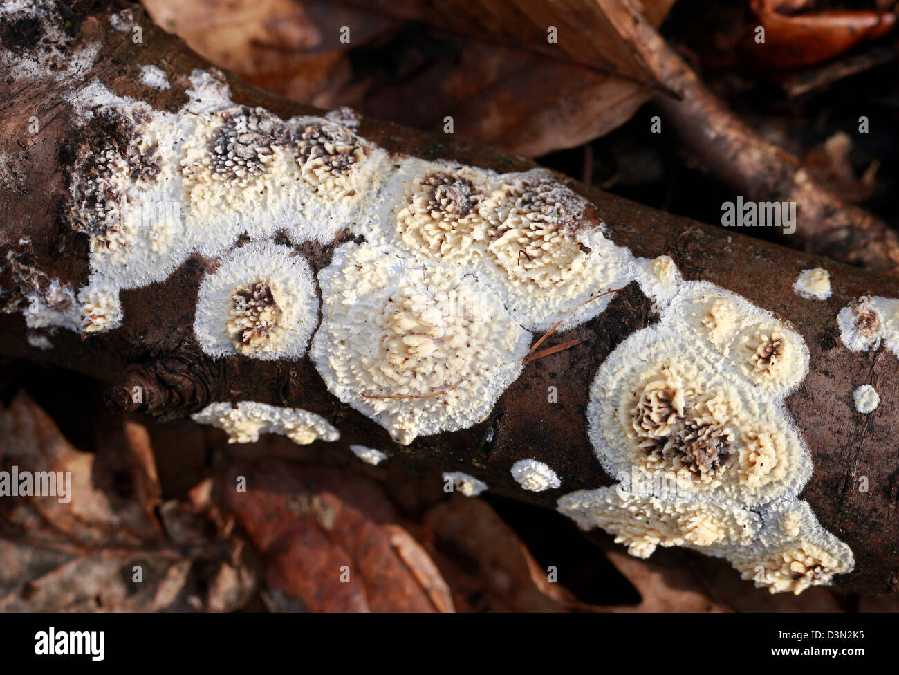 Toothed Crust, Basidioradulum radula (Syn. Hyphoderma radula), Schizoporaceae. Mature Resupinate Fungus. Stock Photo