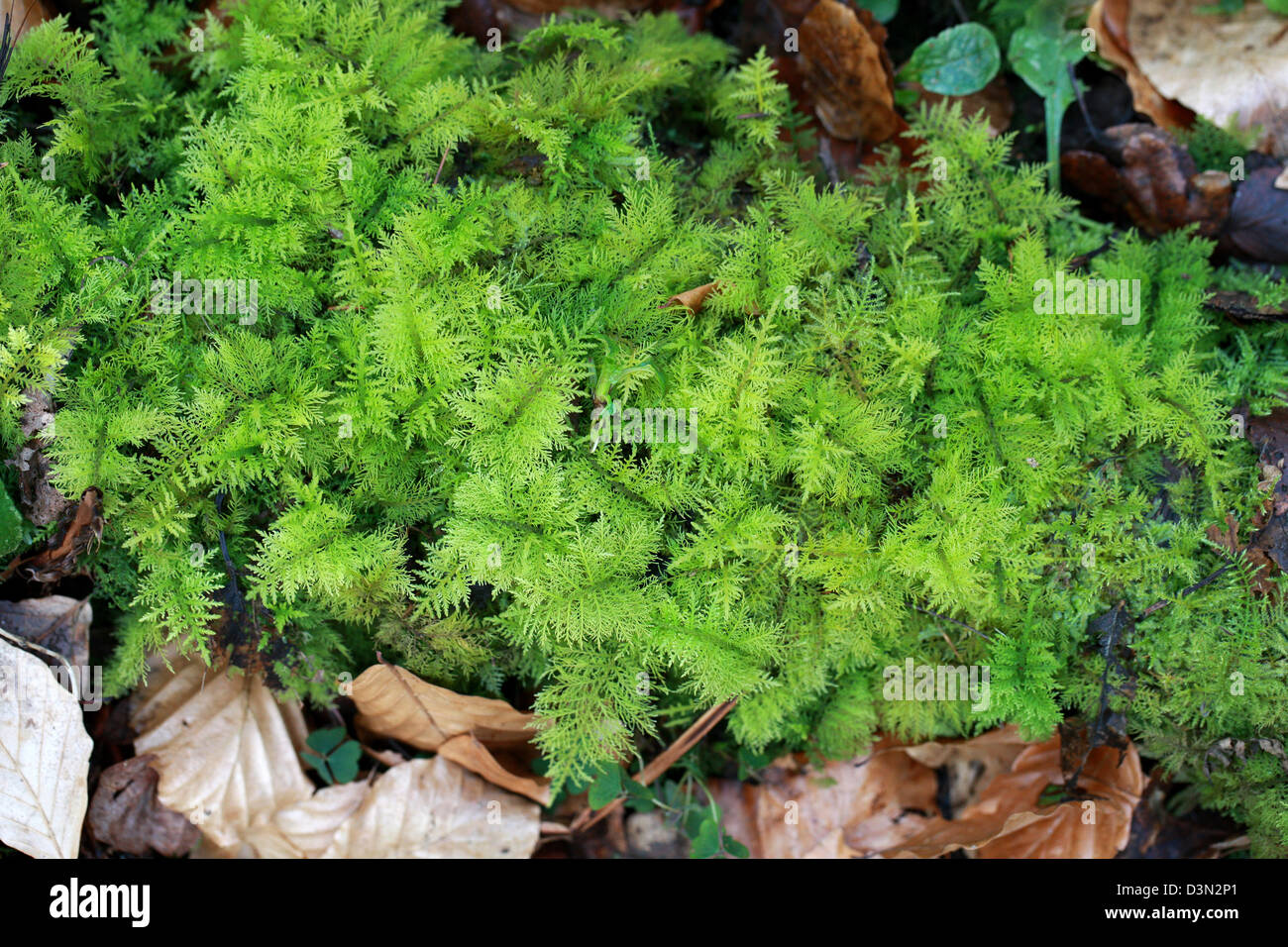 Common Tamarisk Moss, Thuidium tamariscinum, Thudiaceae, Hypnales, Bryidae. Whippendell Woods, Hertfordshire. Stock Photo