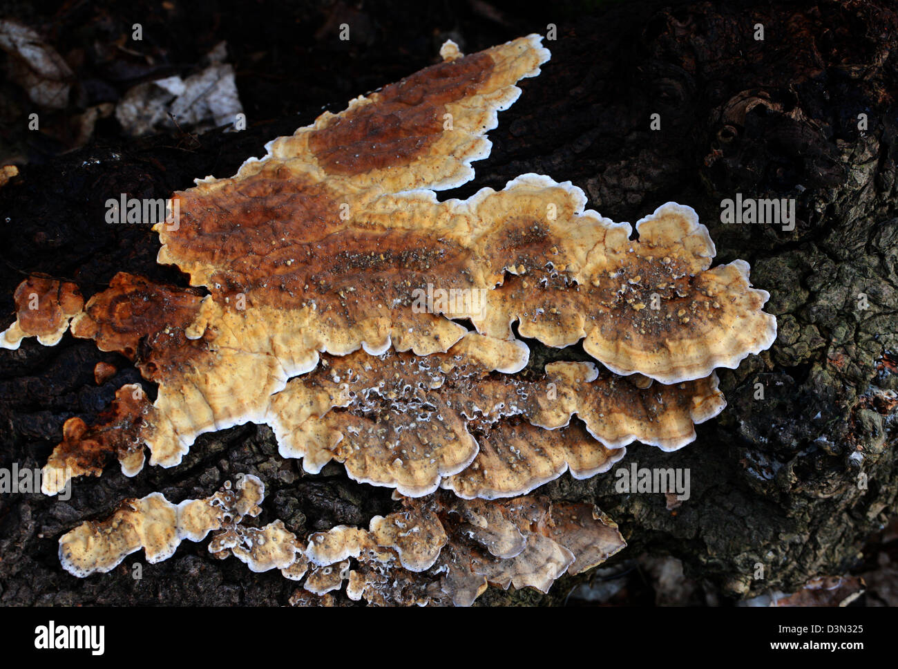 Bracket Fungus, Trametes ochracea (T. multicolor), Polyporaceae. Underside. Stock Photo