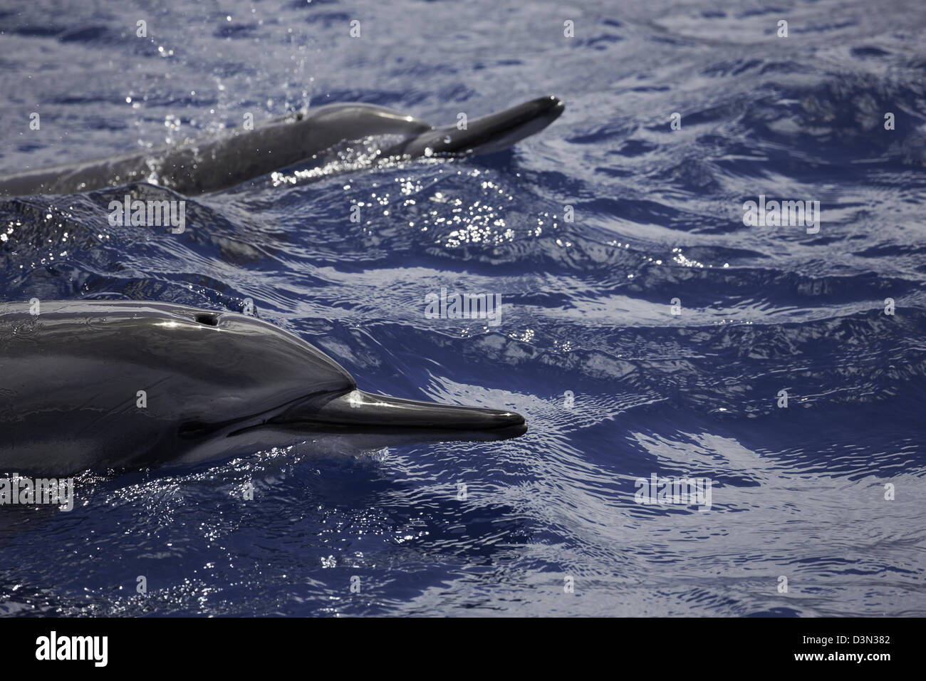 A pair of spinner dolphin, Stenella longirostris, surface for a breath off the island of Maui, Hawaii. Stock Photo