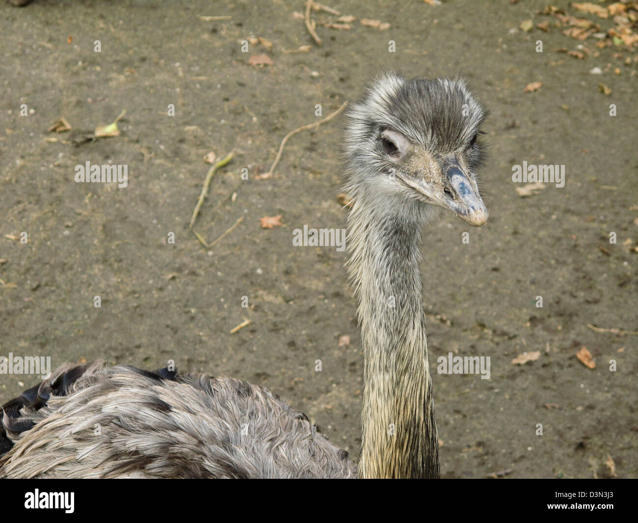head and neck of a rhea americana seen from above Stock Photo