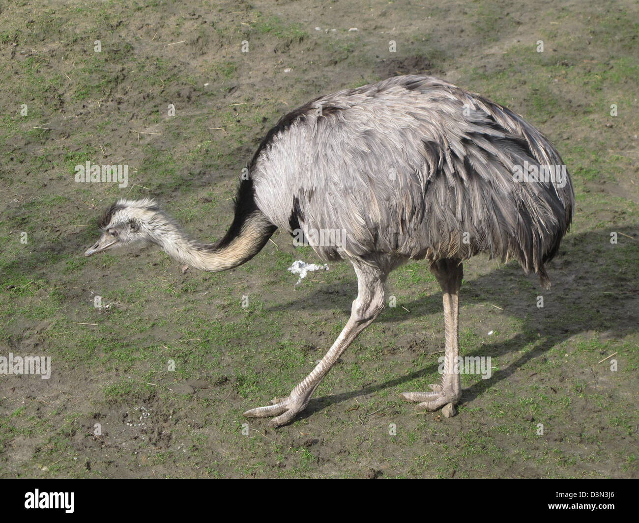 full image of a rhea on a meadow in the zoo of Copenhagen Stock Photo