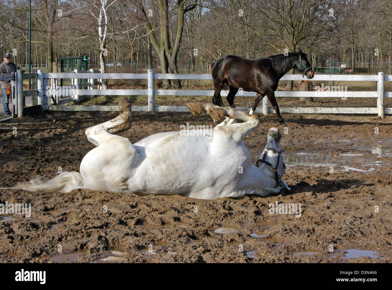 Magdeburg, Germany, horse rolling in the mud Stock Photo Alamy