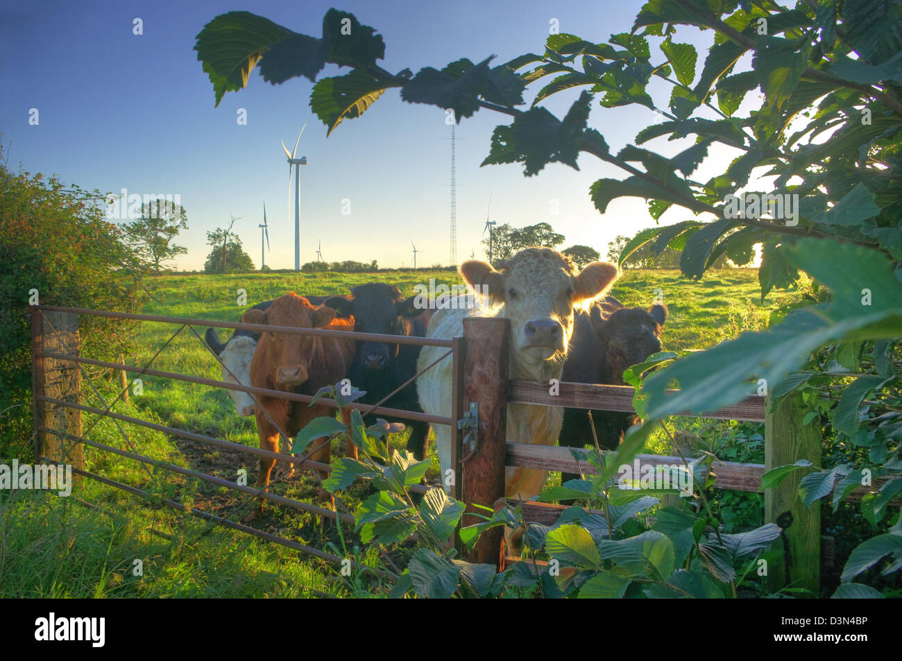 Inquisitive cattle in front of Swinford Wind Farm (near Rugby), half an