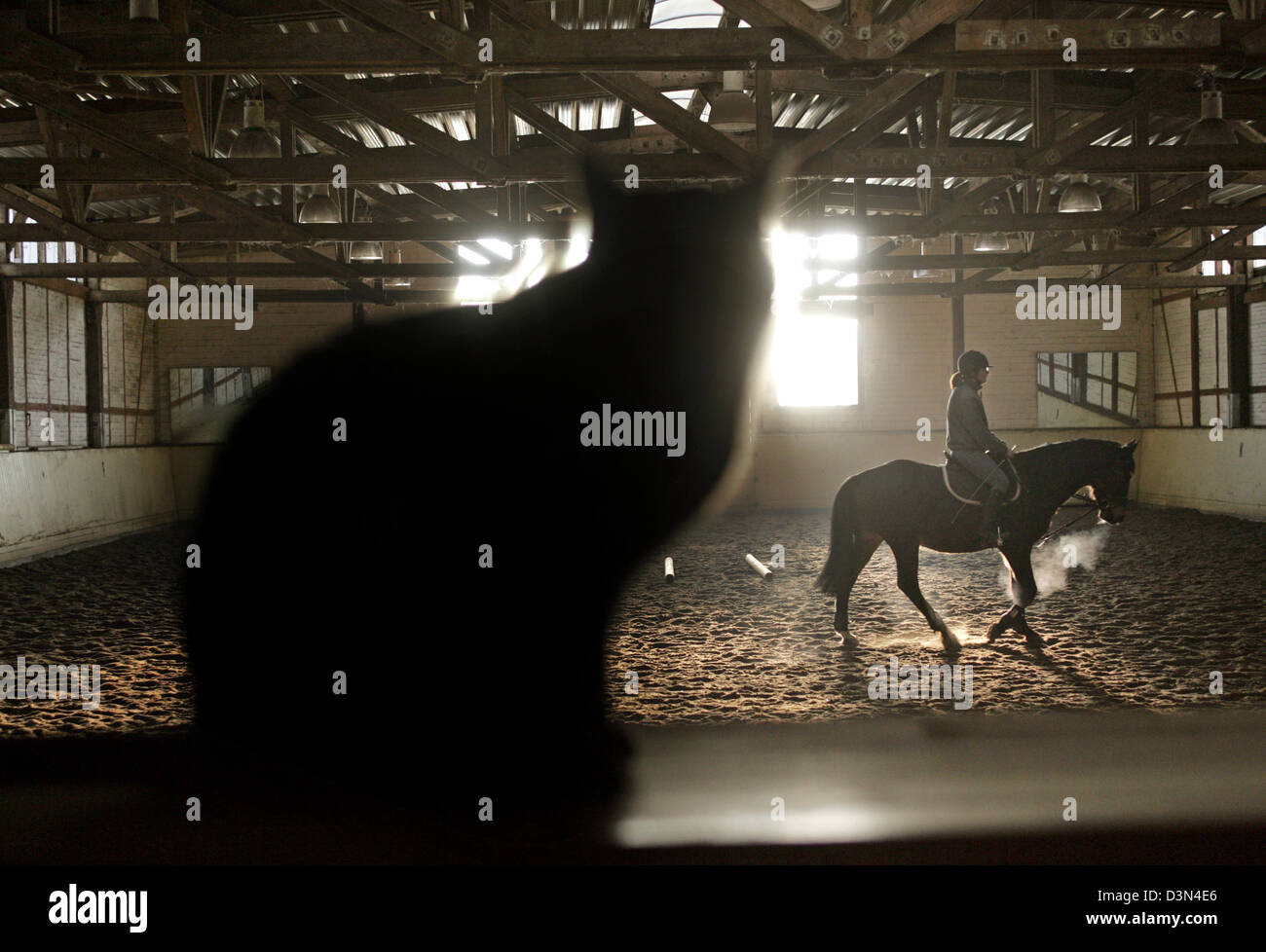 Magdeburg, Germany, silhouette, rider, horse and cat in an indoor arena Stock Photo