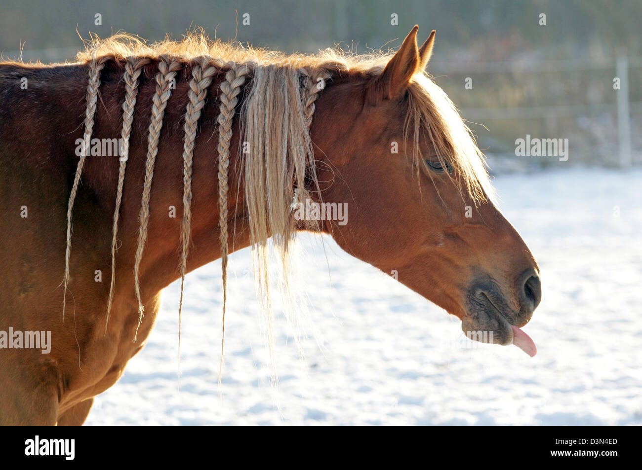 Magdeburg, Germany, horse sticks out his tongue Stock Photo