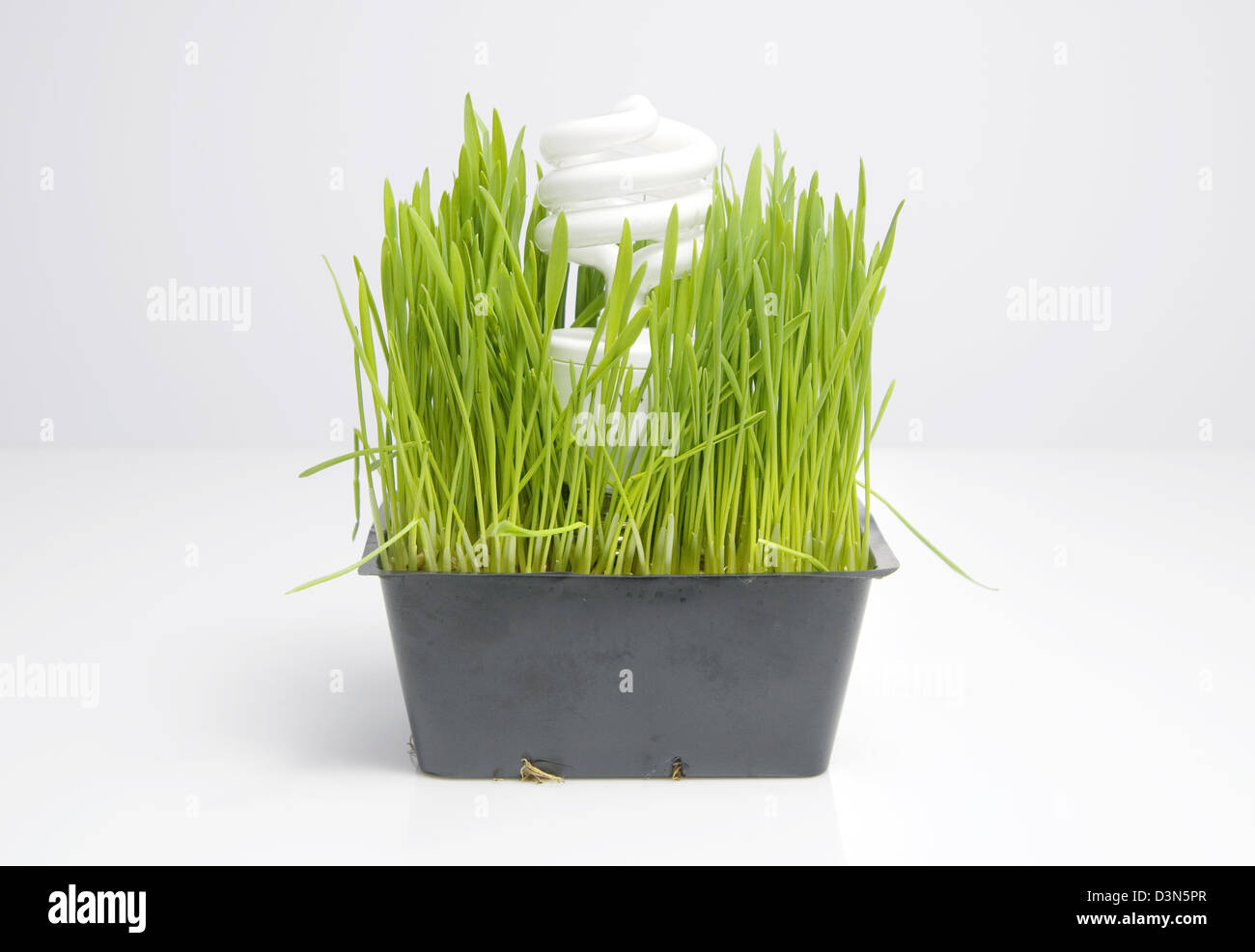 Green energy concept, an environmentally efficient light bulb growing