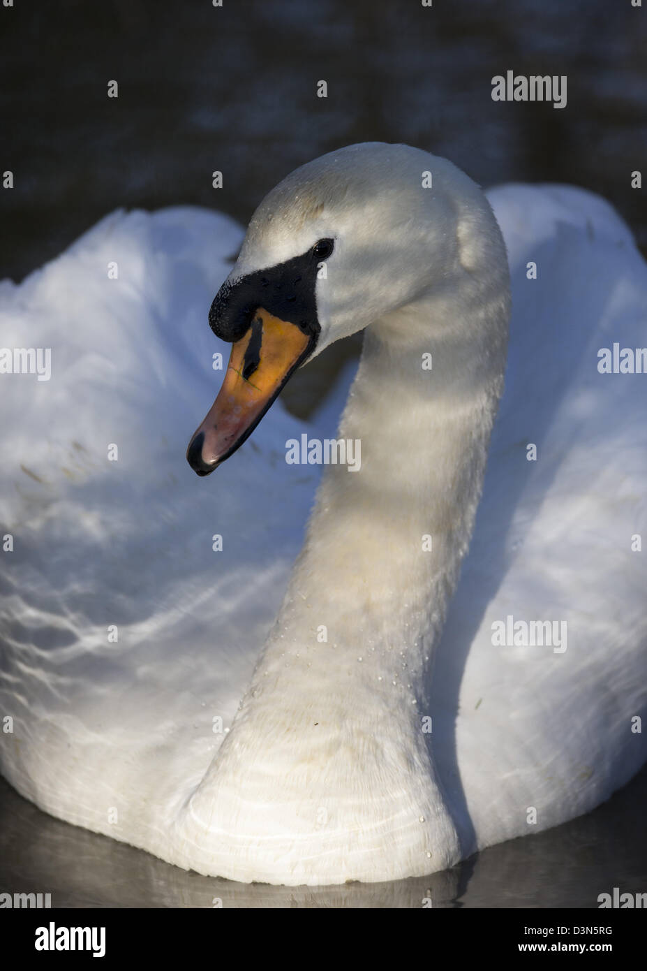 Portrait of a mute swan (Cygnus olor) lit by sunlight reflecting off rippling water Stock Photo