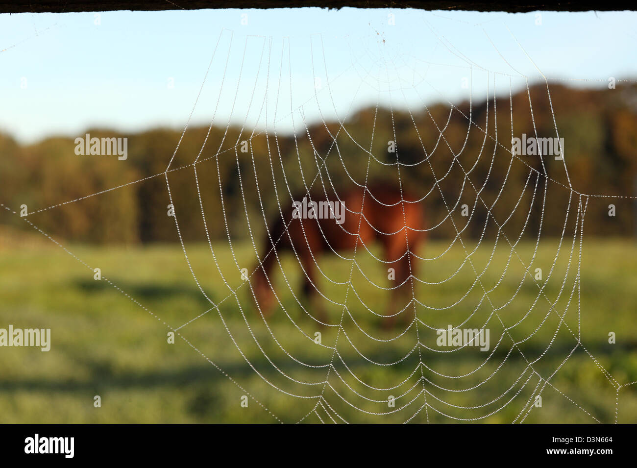 Görlsdorf, Germany, spider web on a paddock fence Stock Photo