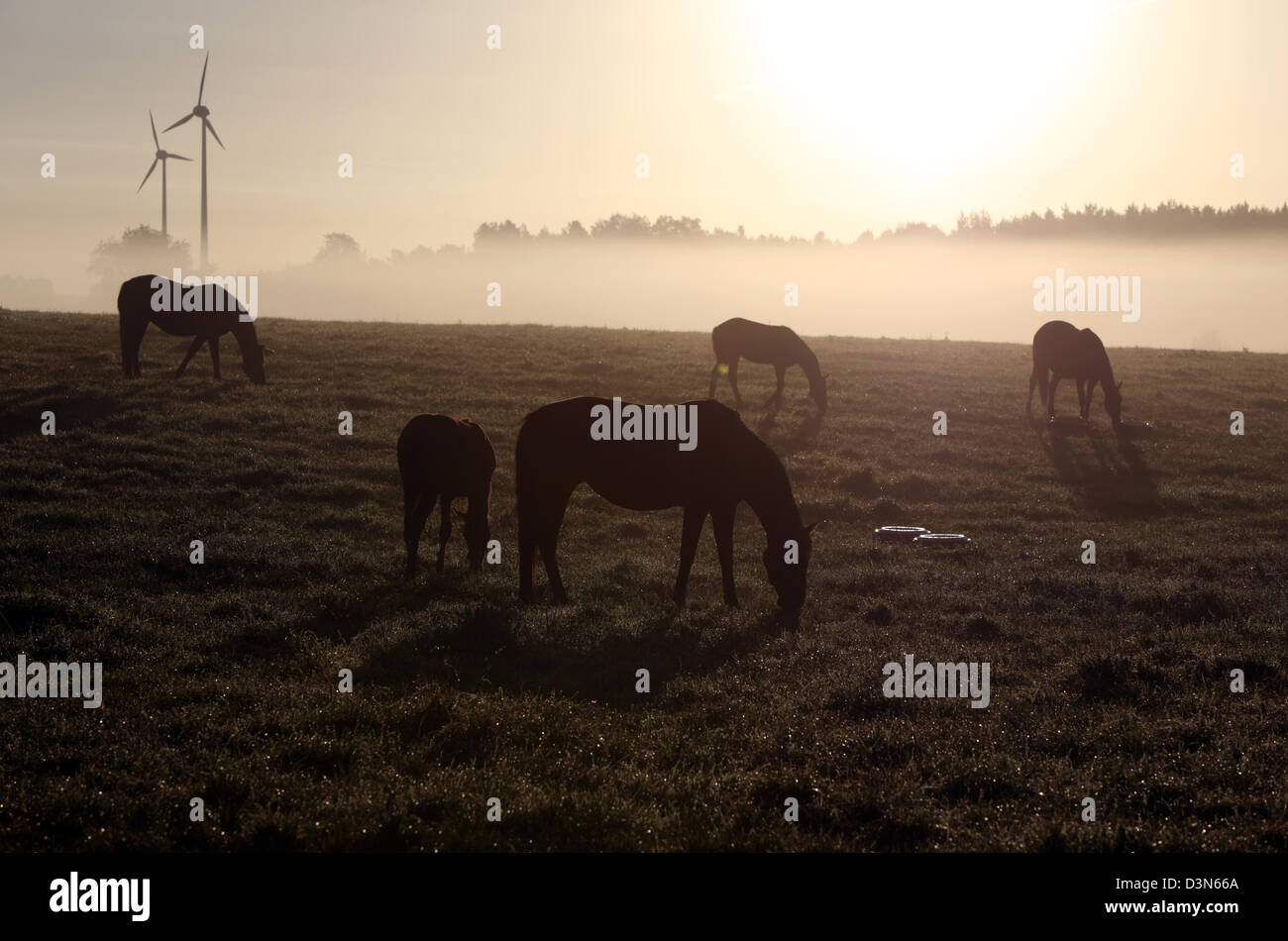 Görlsdorf, Germany, silhouettes of horses in the fog on the pasture Stock Photo