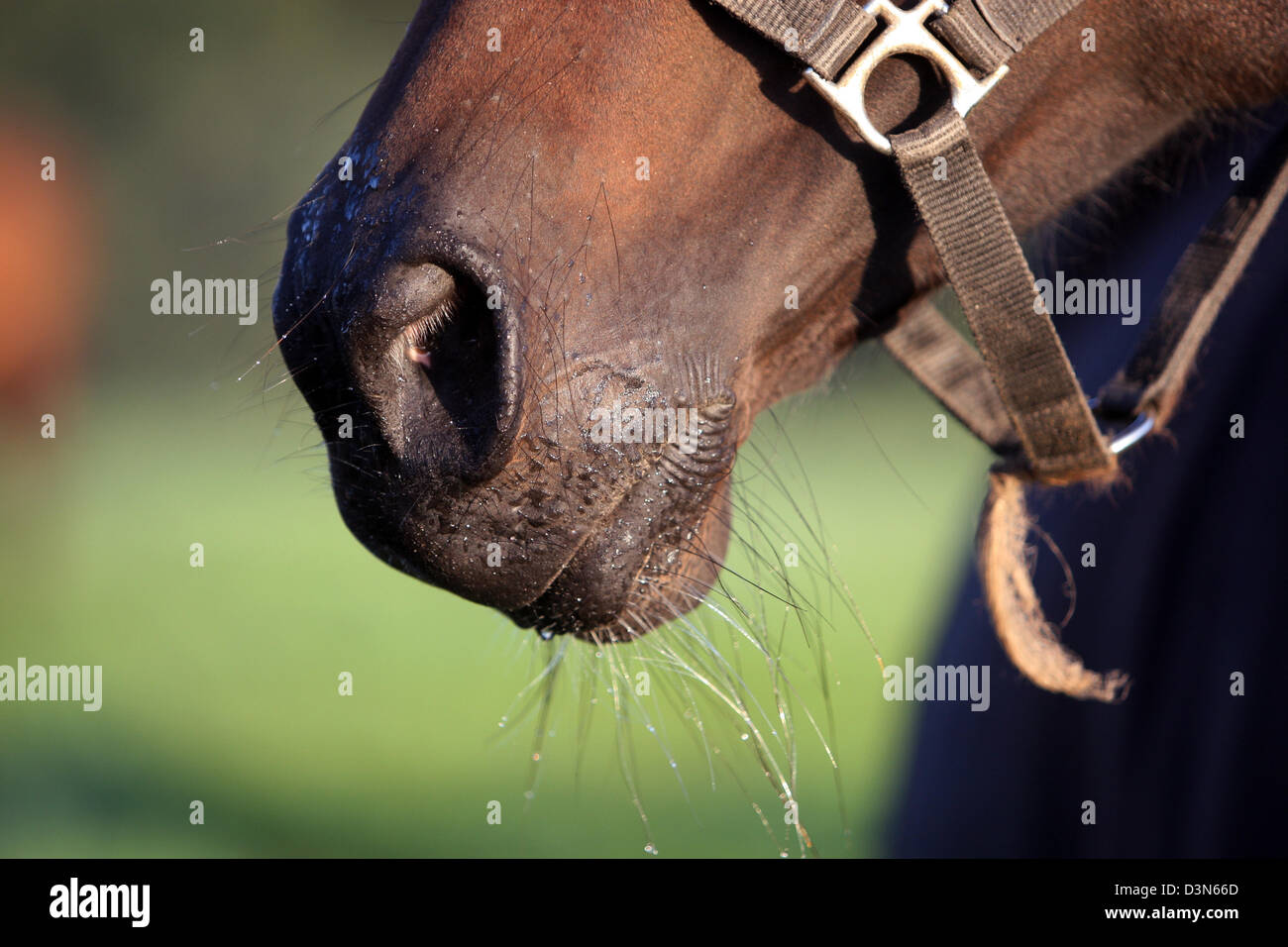 Görlsdorf, Germany, Detail, mouth and nostrils of a horse Stock Photo