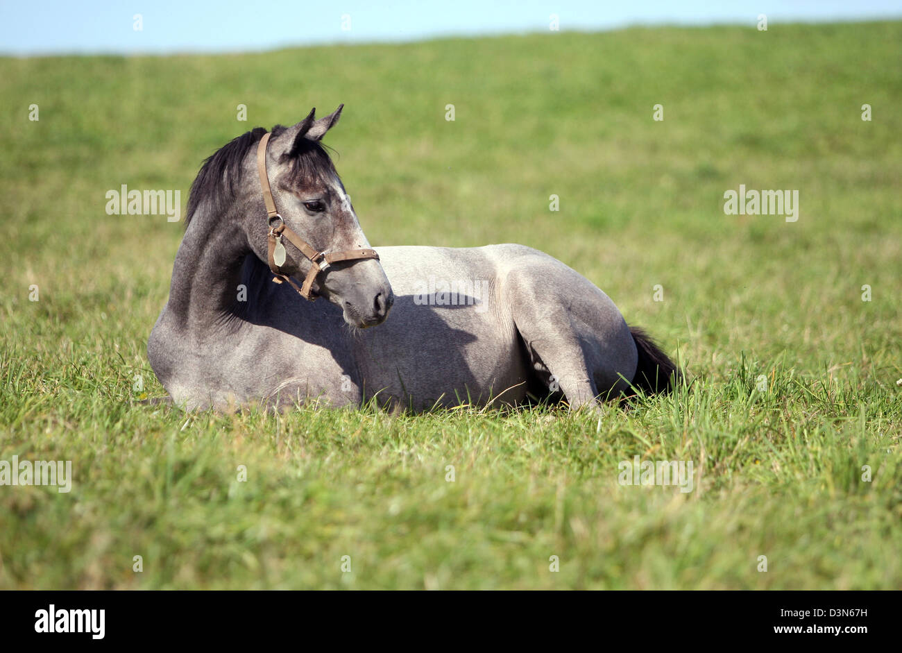 Görlsdorf, Germany, horse lies on the pasture Stock Photo