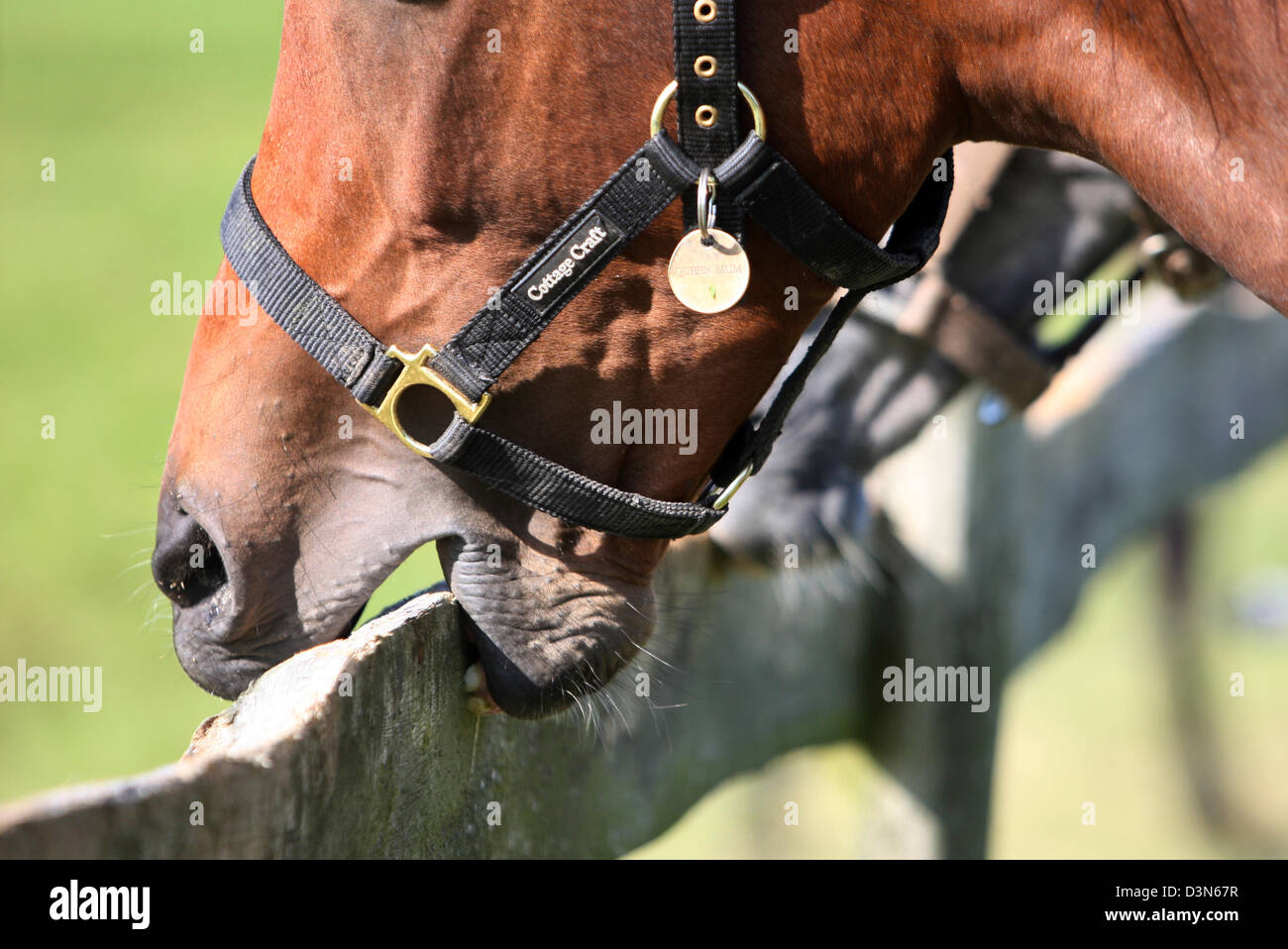 Görlsdorf, Germany, Detail, horse gnawing on a wooden fence Stock Photo