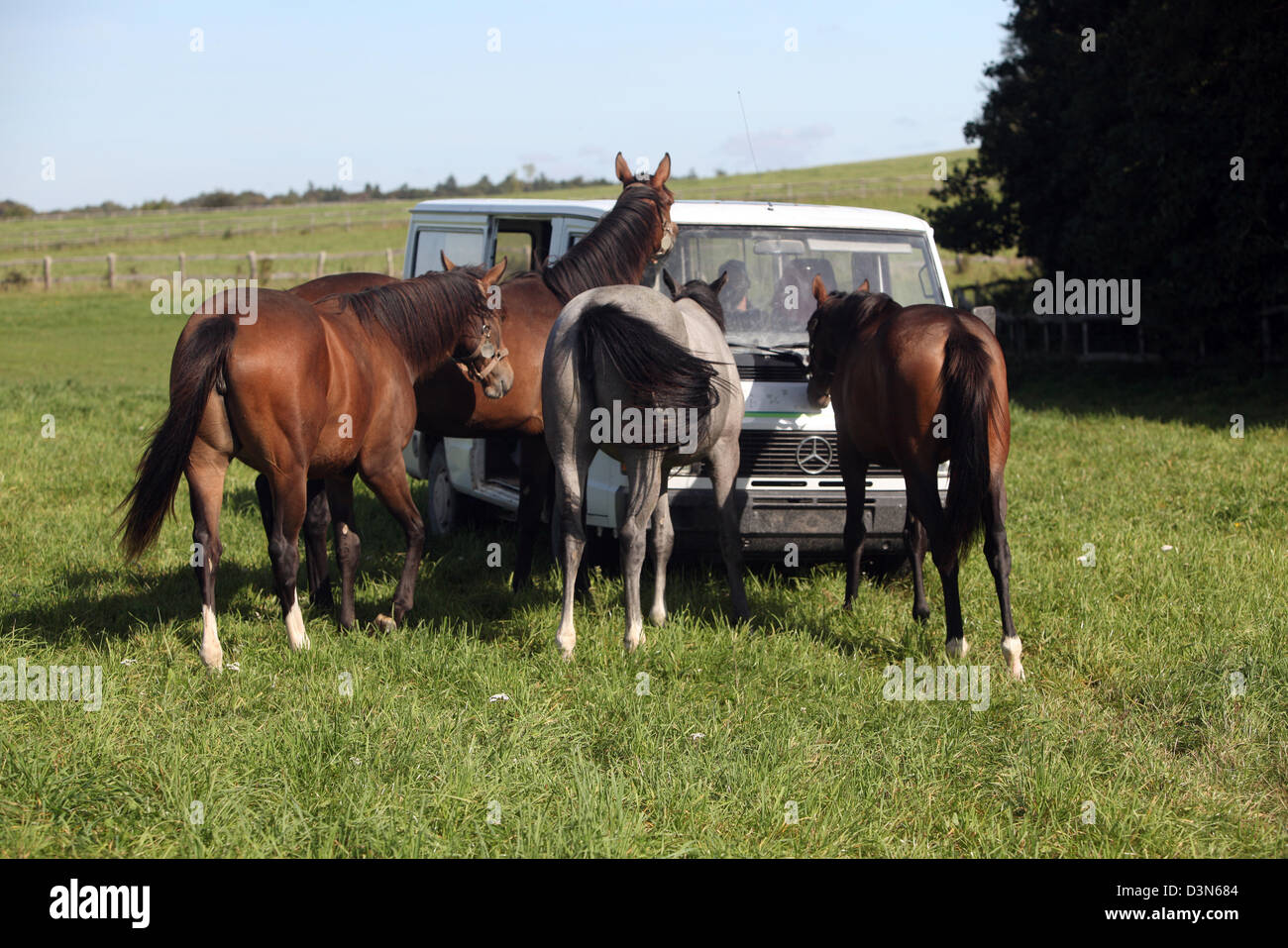 Görlsdorf, Germany, horses curiously investigate a pick Stock Photo