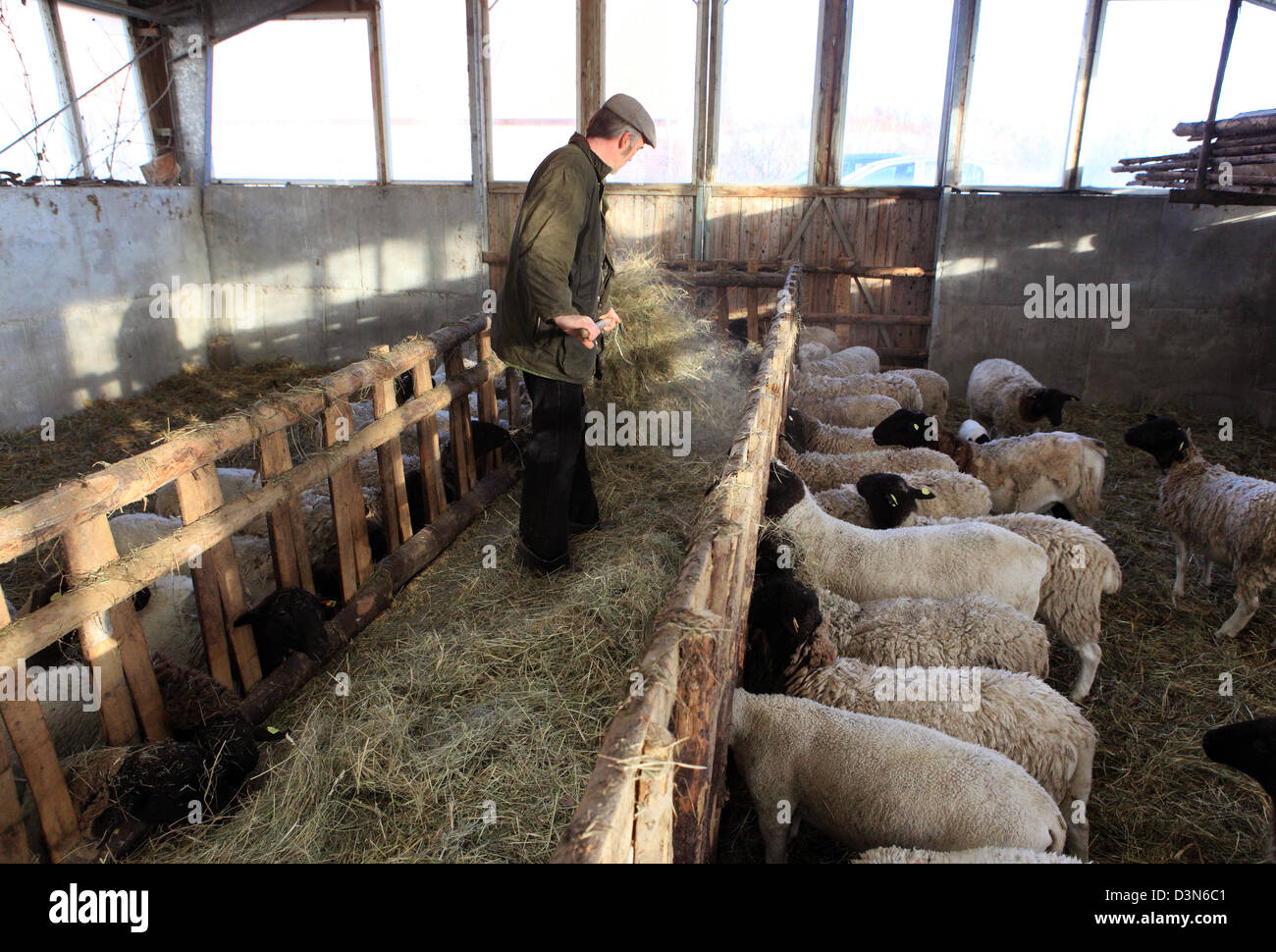 New Kätwin, Germany, farmer feeds his Dorperschafe with hay Stock Photo