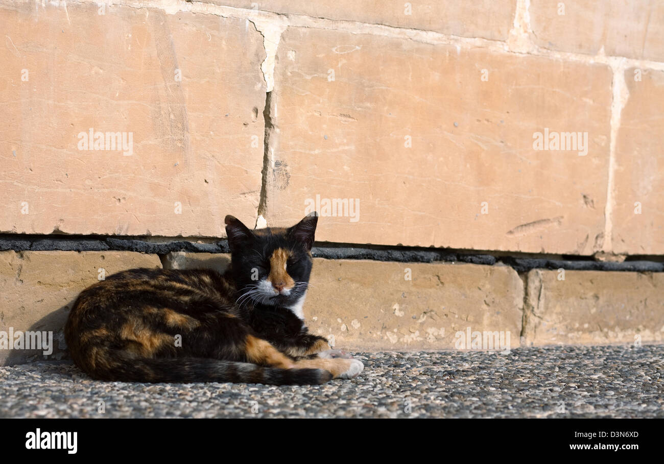 Valletta, Malta, a cat lying in the sun Stock Photo