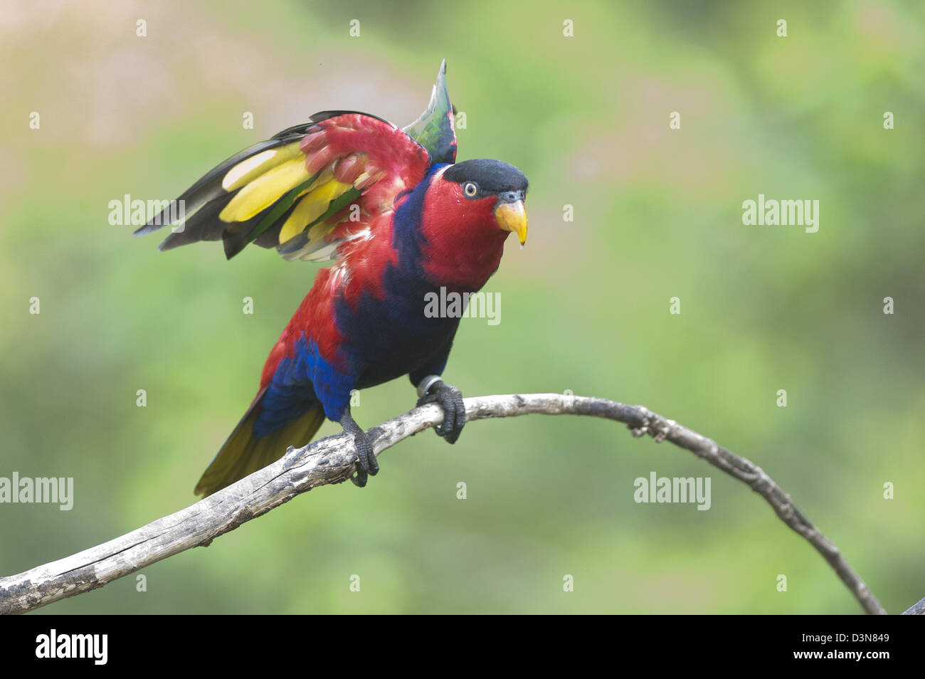 Rainbow Lorikeet One of the most vividly coloured birds seen at