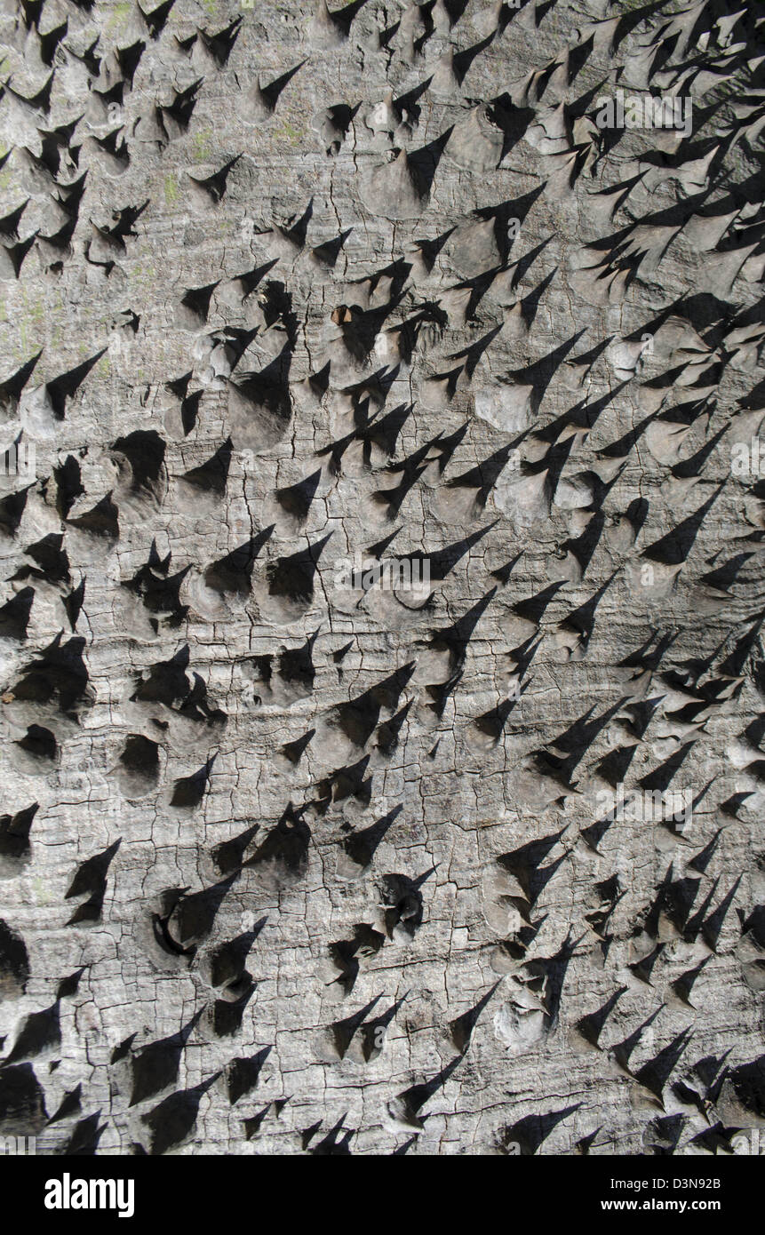 silk cotton tree Stock Photo Alamy