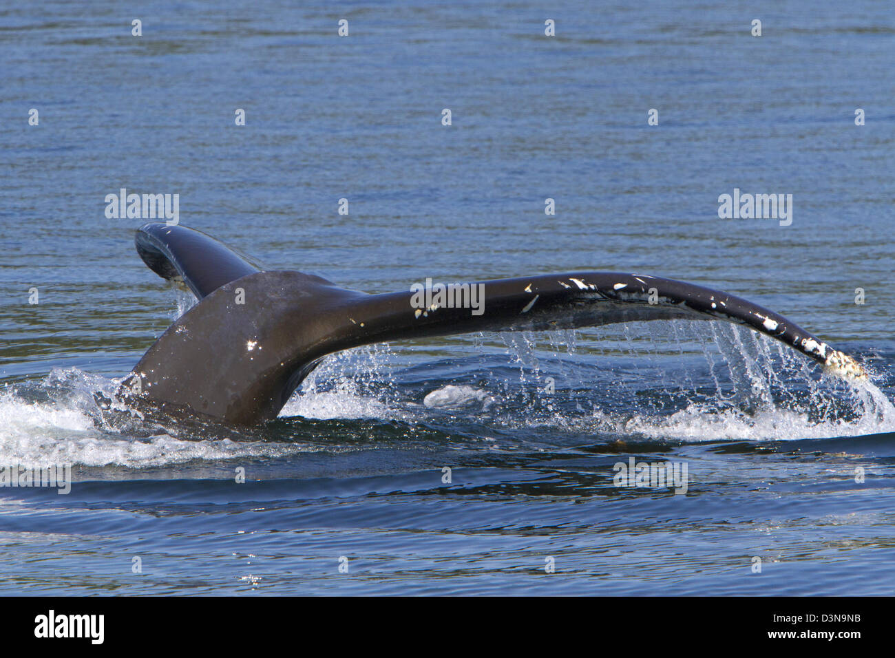 Fluked tail of a Humpback Whale (Megaptera novaeangliae) in the Johnstone Strait near Telegraph Cove, BC, Canada in August Stock Photo