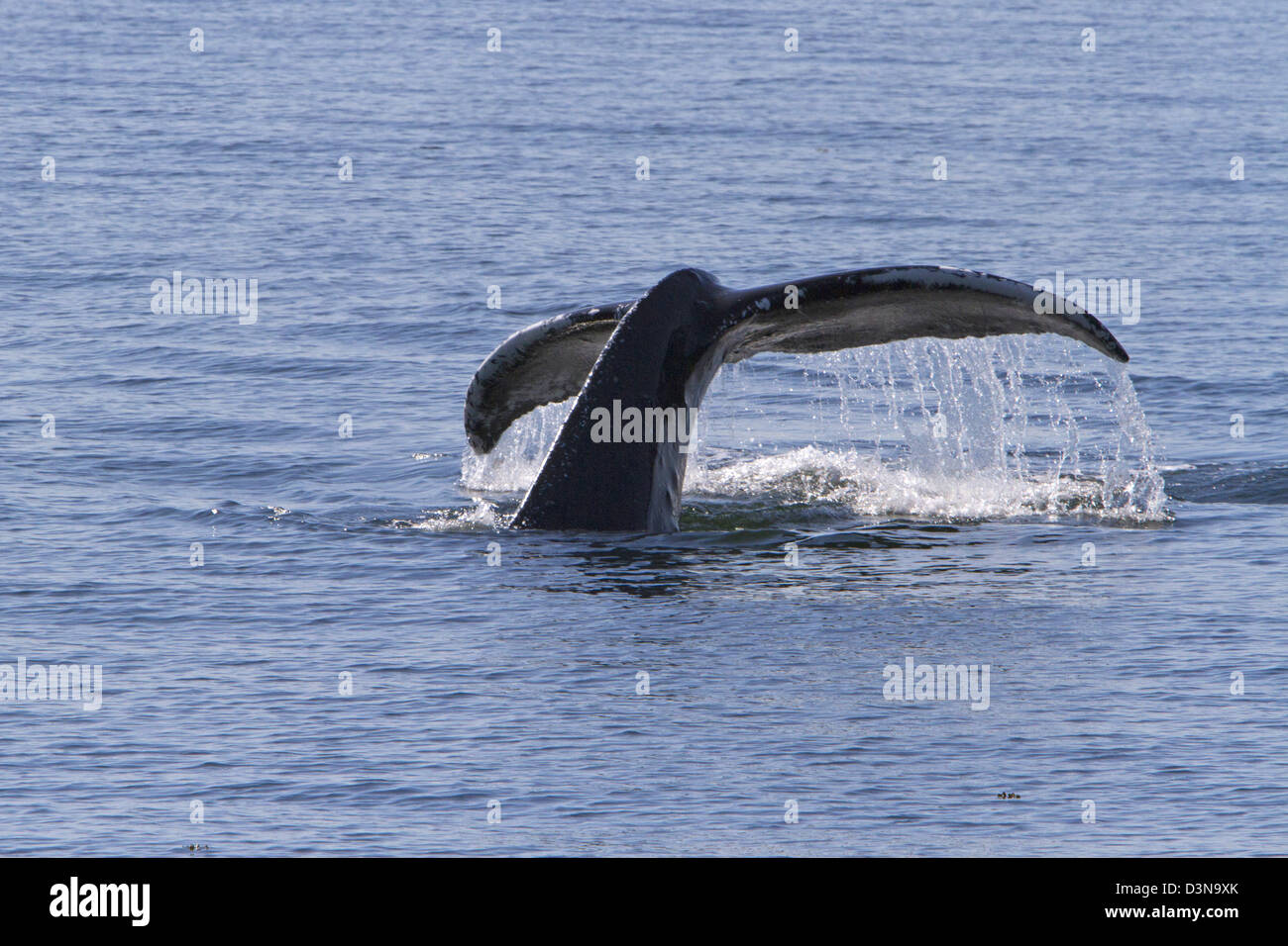Fluked tail of a Humpback Whale (Megaptera novaeangliae) in the Johnstone Strait near Telegraph Cove, BC, Canada in August Stock Photo