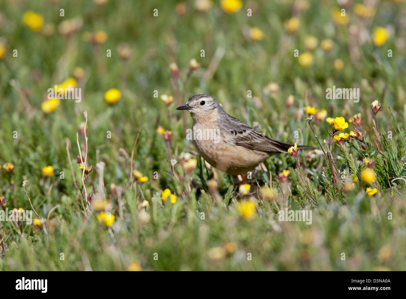 American Pipit in Buttercup Flowers bird birds songbird songbirds pipits Ornithology Science Nature Wildlife Environment Stock Photo