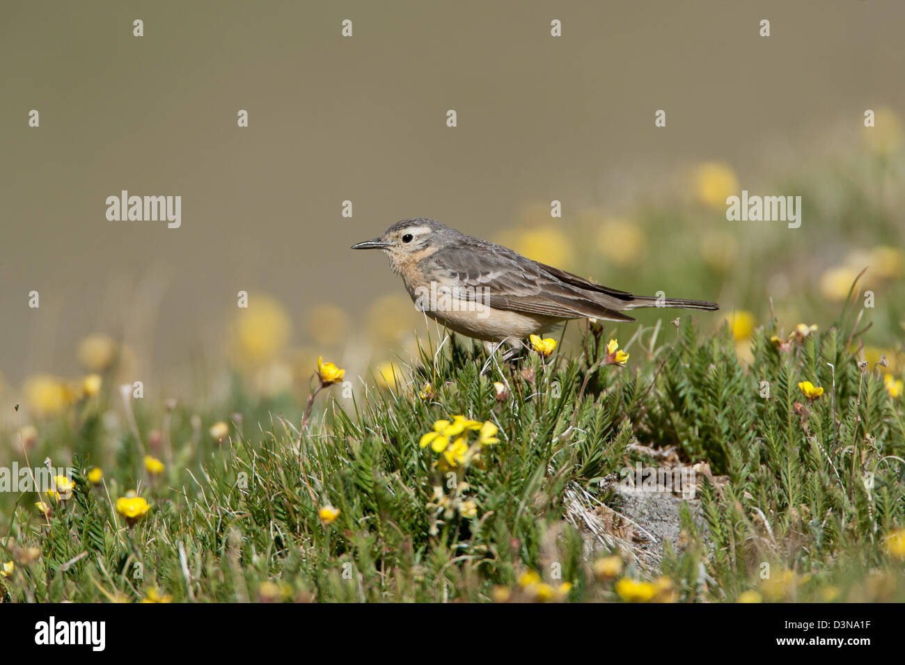 American Pipit in Buttercup Flowers bird birds songbird songbirds pipits Ornithology Science Nature Wildlife Environment Stock Photo