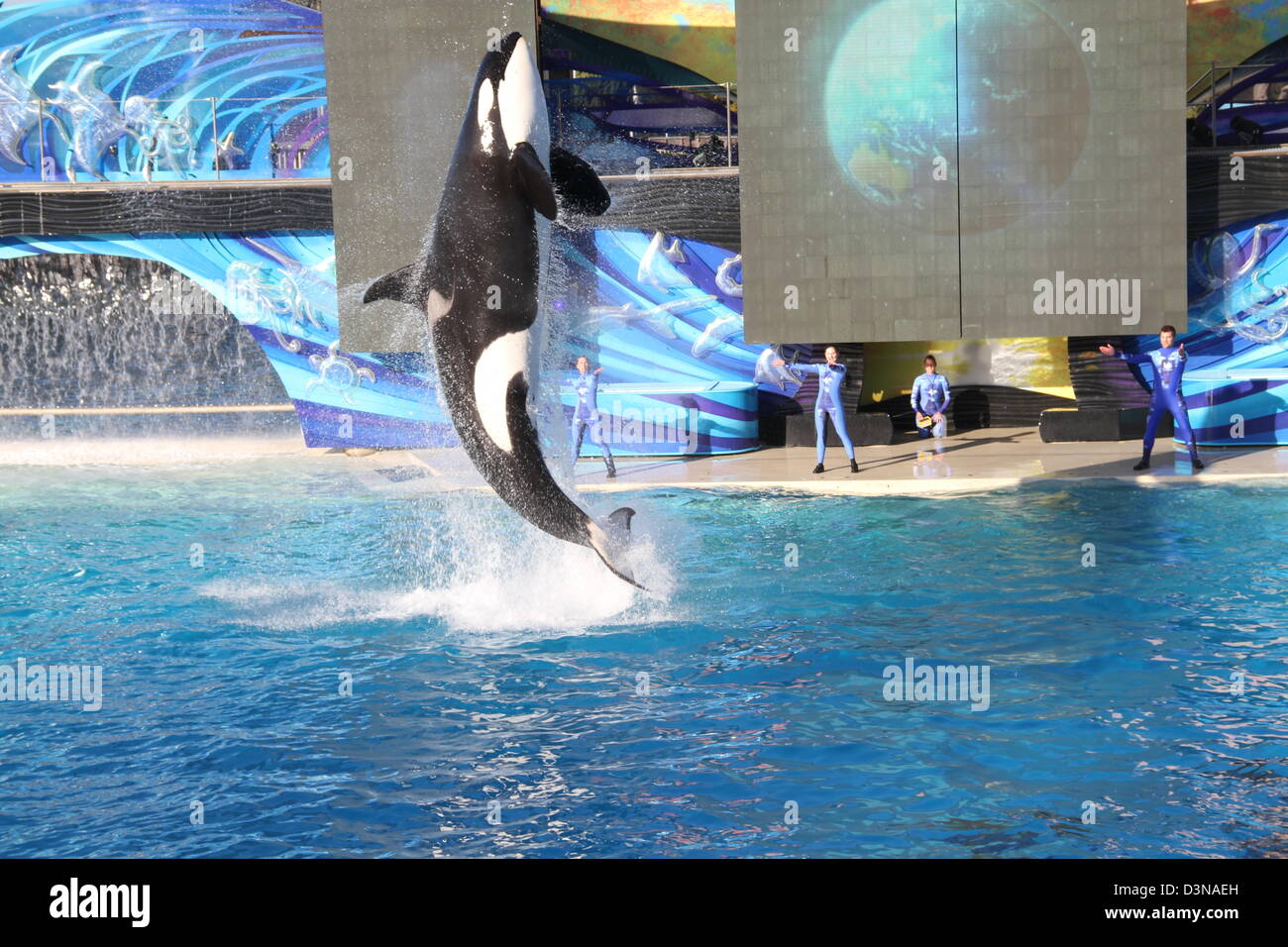 Killer whale in the air Stock Photo