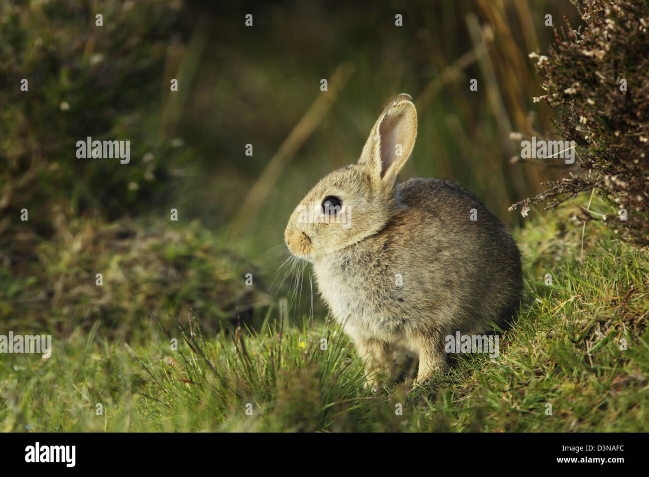 Young wild rabbit (Oryctolagus cuniculus) sitting on grass Stock Photo