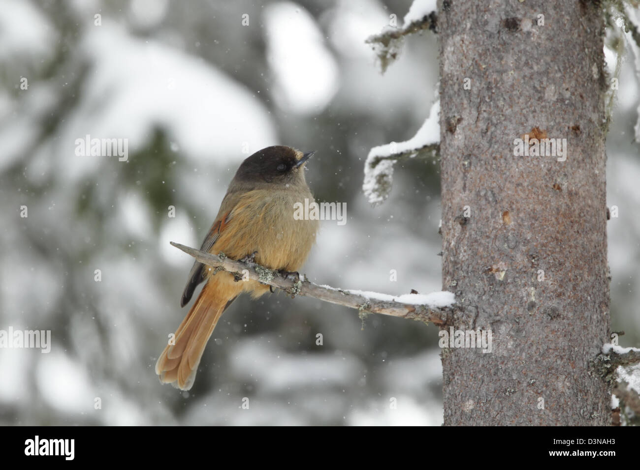 Siberian Jay (Perisoreus infaustus) perched on a pine tree in winter during a snow shower Stock Photo