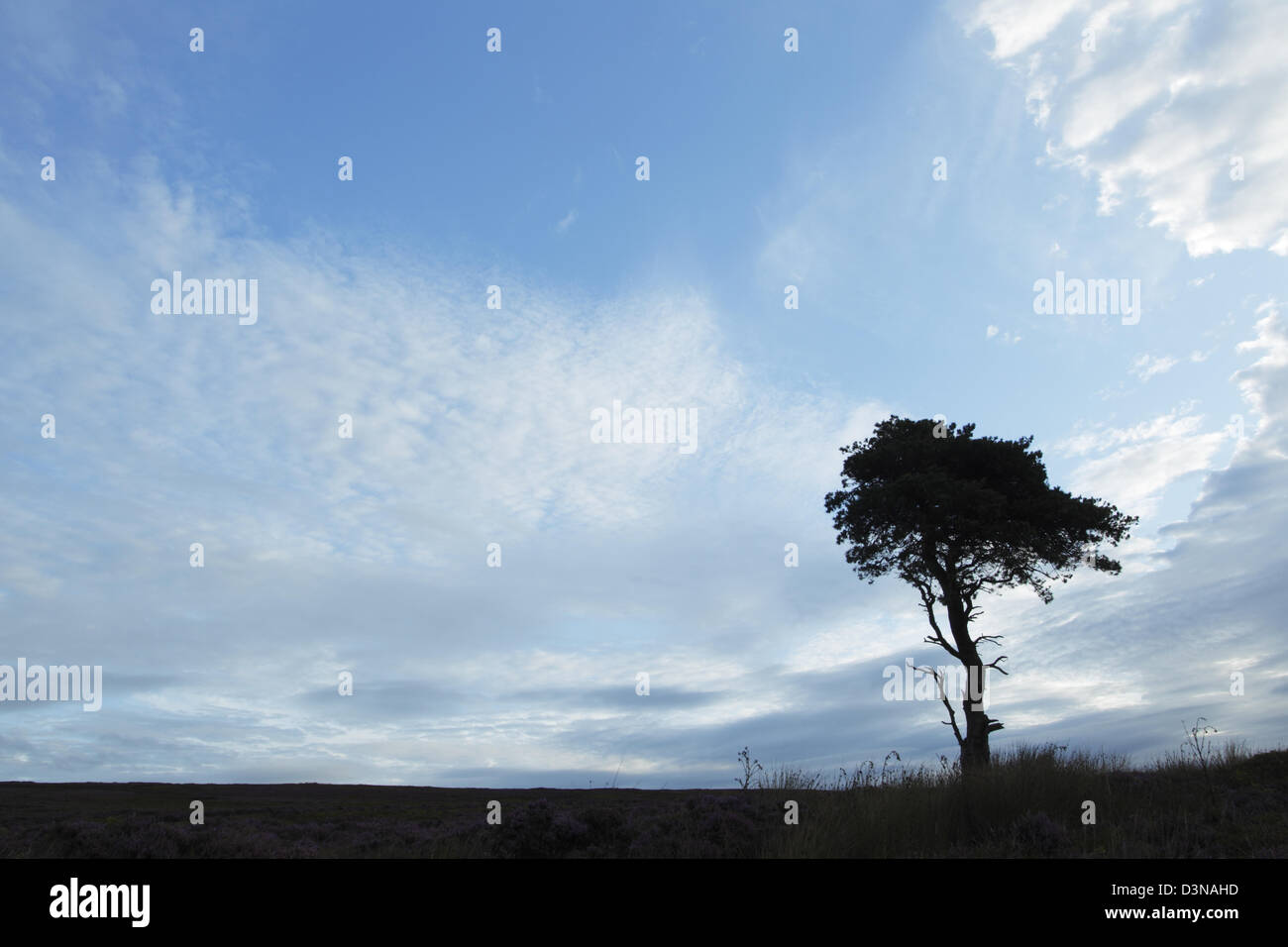 Scots pine tree silhouetted against a layer of Cirrocumulus cloud also known as a mackerel sky Stock Photo