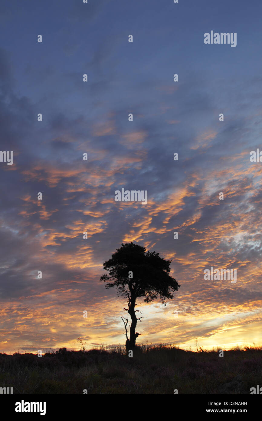 A scots pine tree silhouetted against turbulent clouds and colourful sky at daybreak Stock Photo