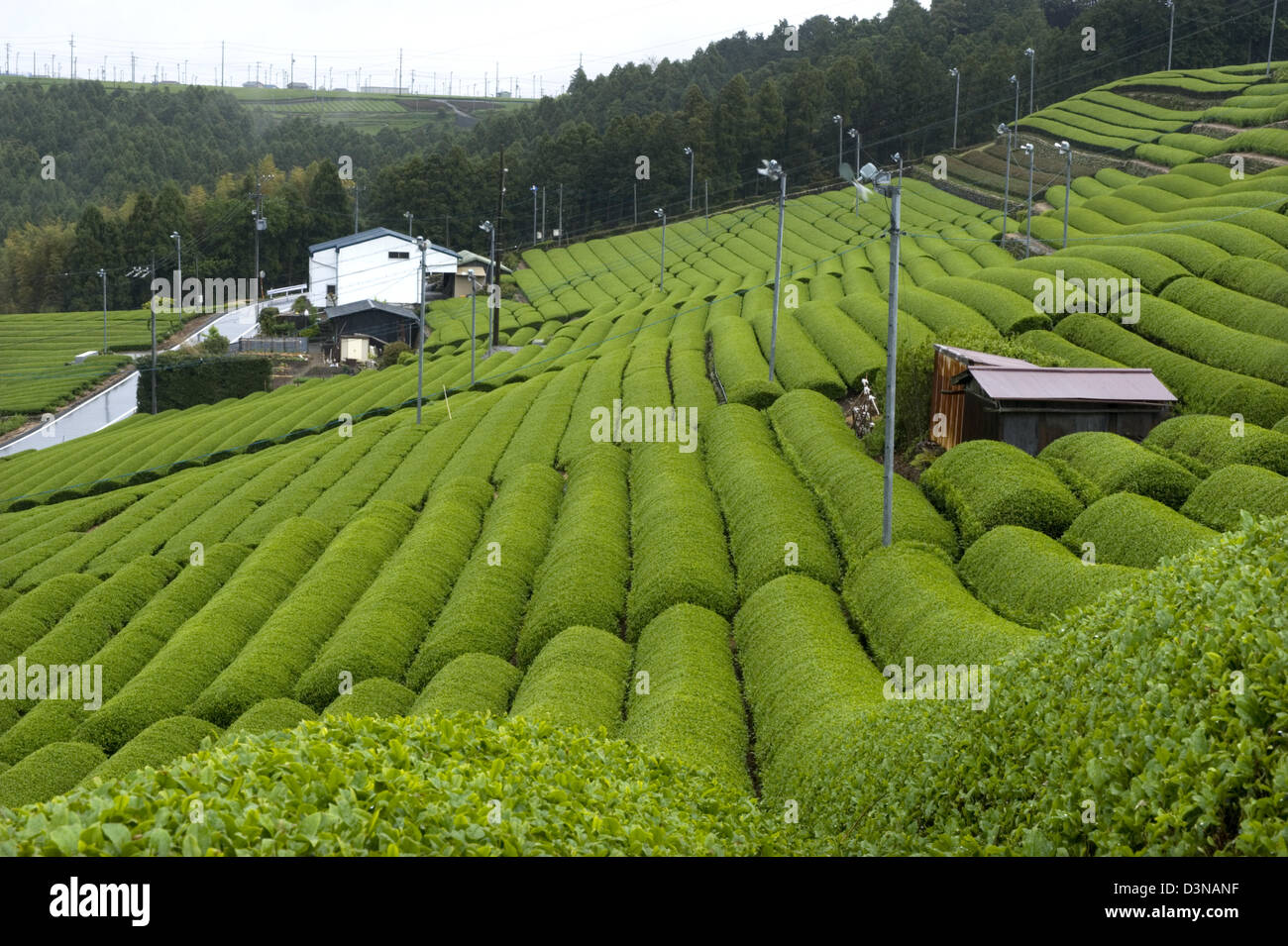 Rows of fresh green tea bushes growing at a plantation in the Makinohara chabatake tea fields of Shizuoka Prefecture, Japan. Stock Photo