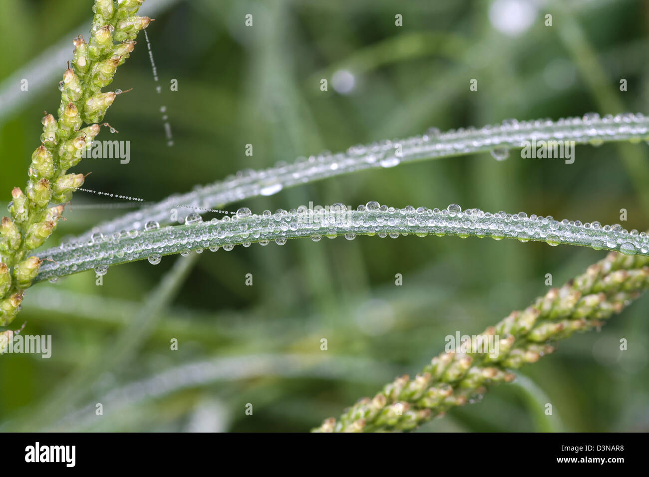 Weed drop hi-res stock photography and images - Alamy