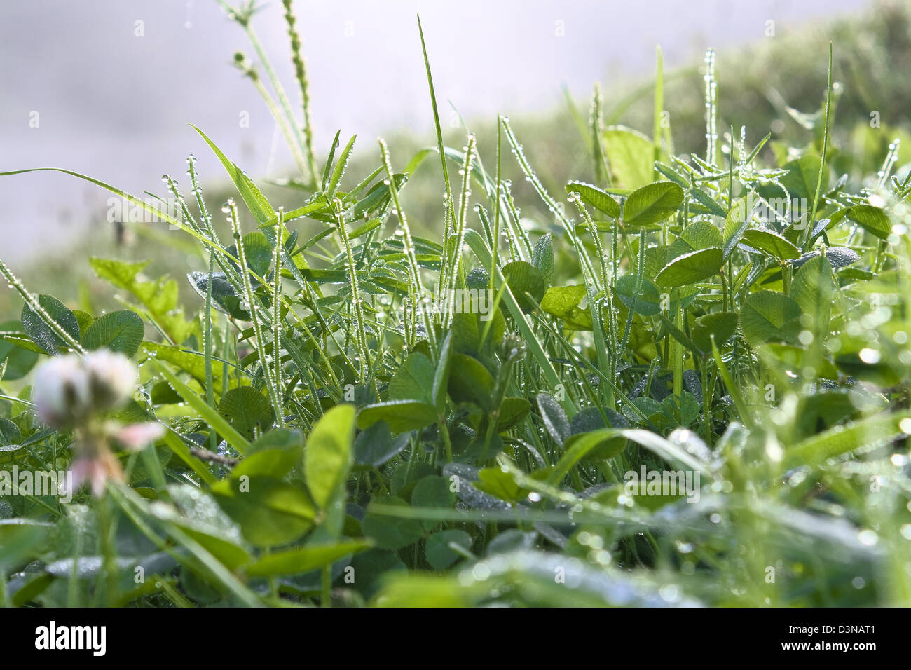 Dew drops on a grass in the morning Stock Photo - Alamy