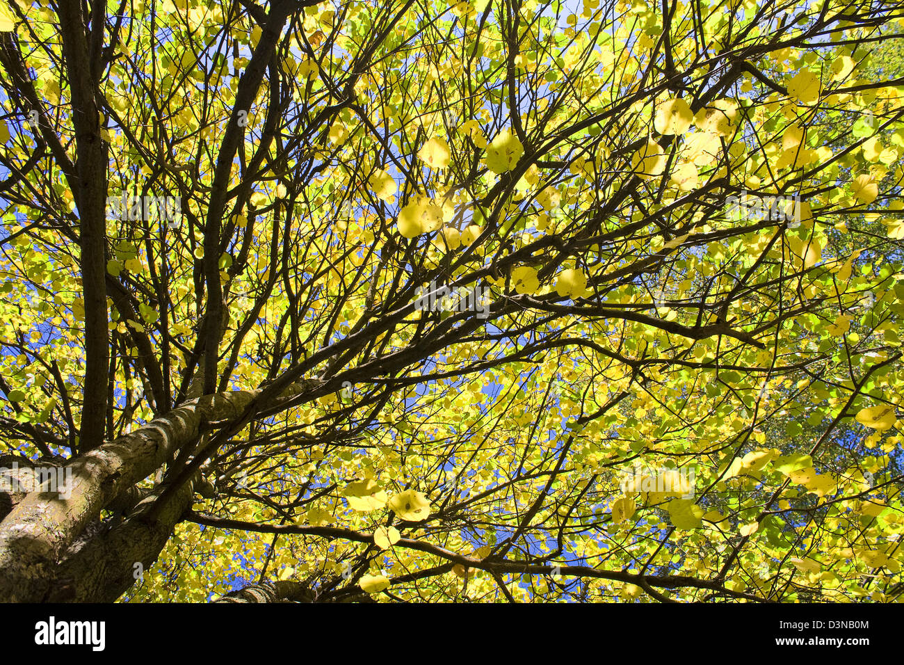 Yellow autumn leaves against the blue sky Stock Photo - Alamy