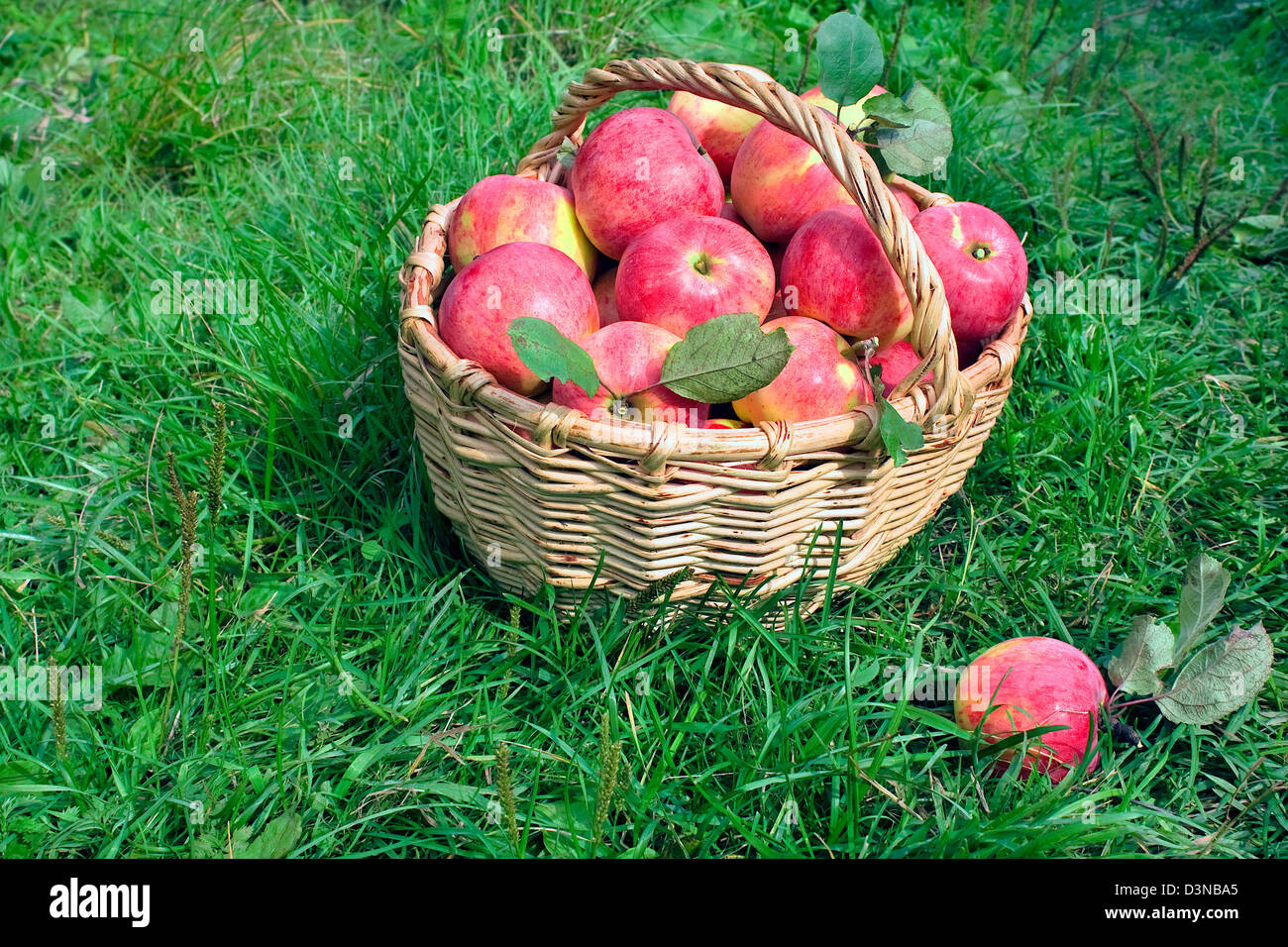 Harvesting of apples in the autumn Stock Photo - Alamy