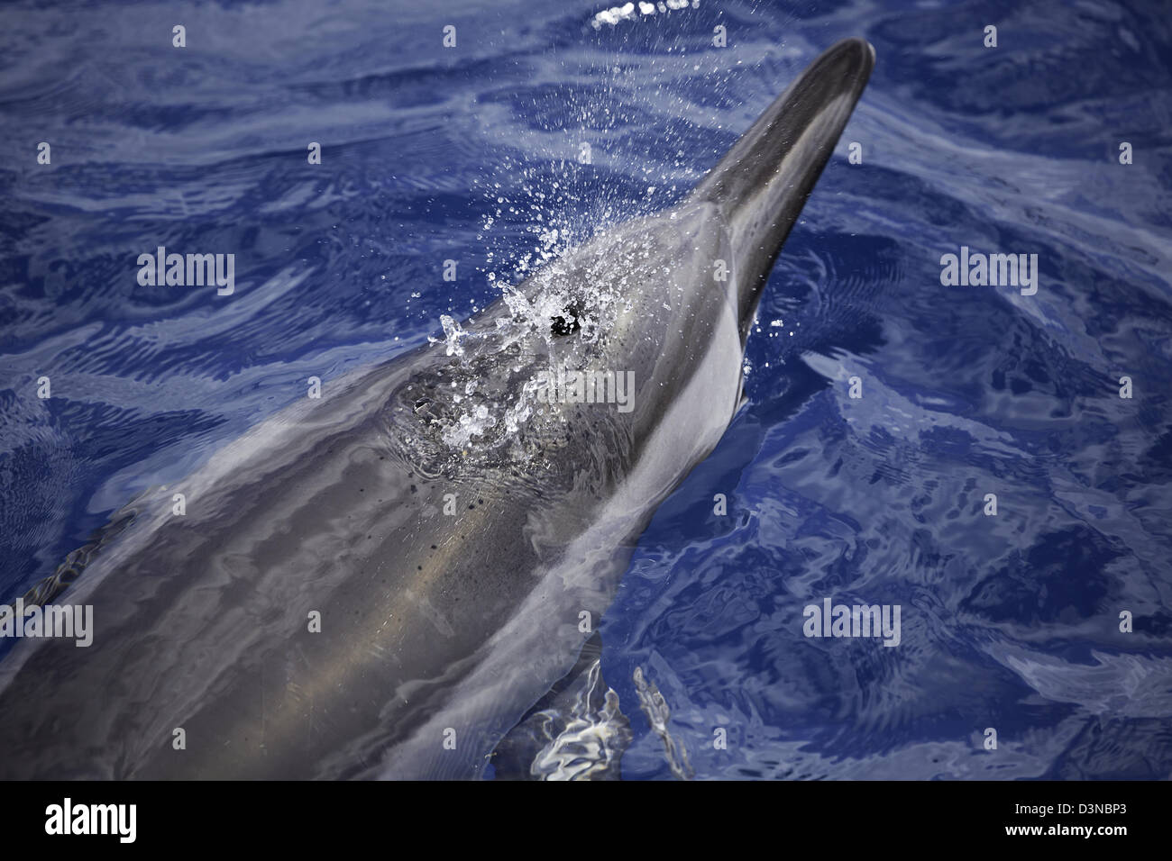 In the instant a spinner dolphin, Stenella longirostris, exhales, it clears it's blowhole area of any standing water, Hawaii. Stock Photo