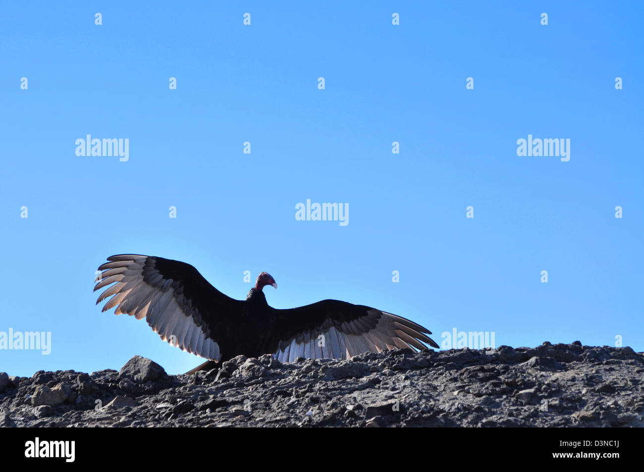 Turkey vulture with wings spread, Baja California, Mexico Stock Photo Alamy