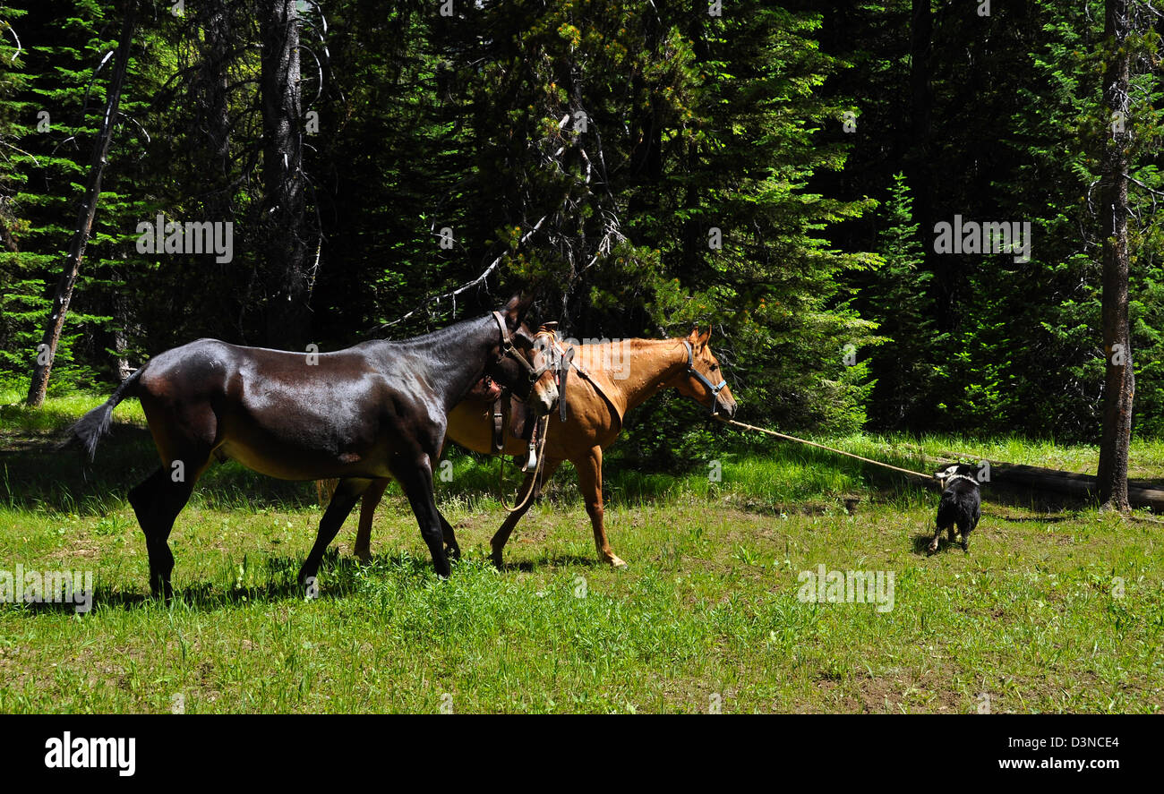 Border Collie leading horses in Oregon's Wallowa Mountains. Stock Photo