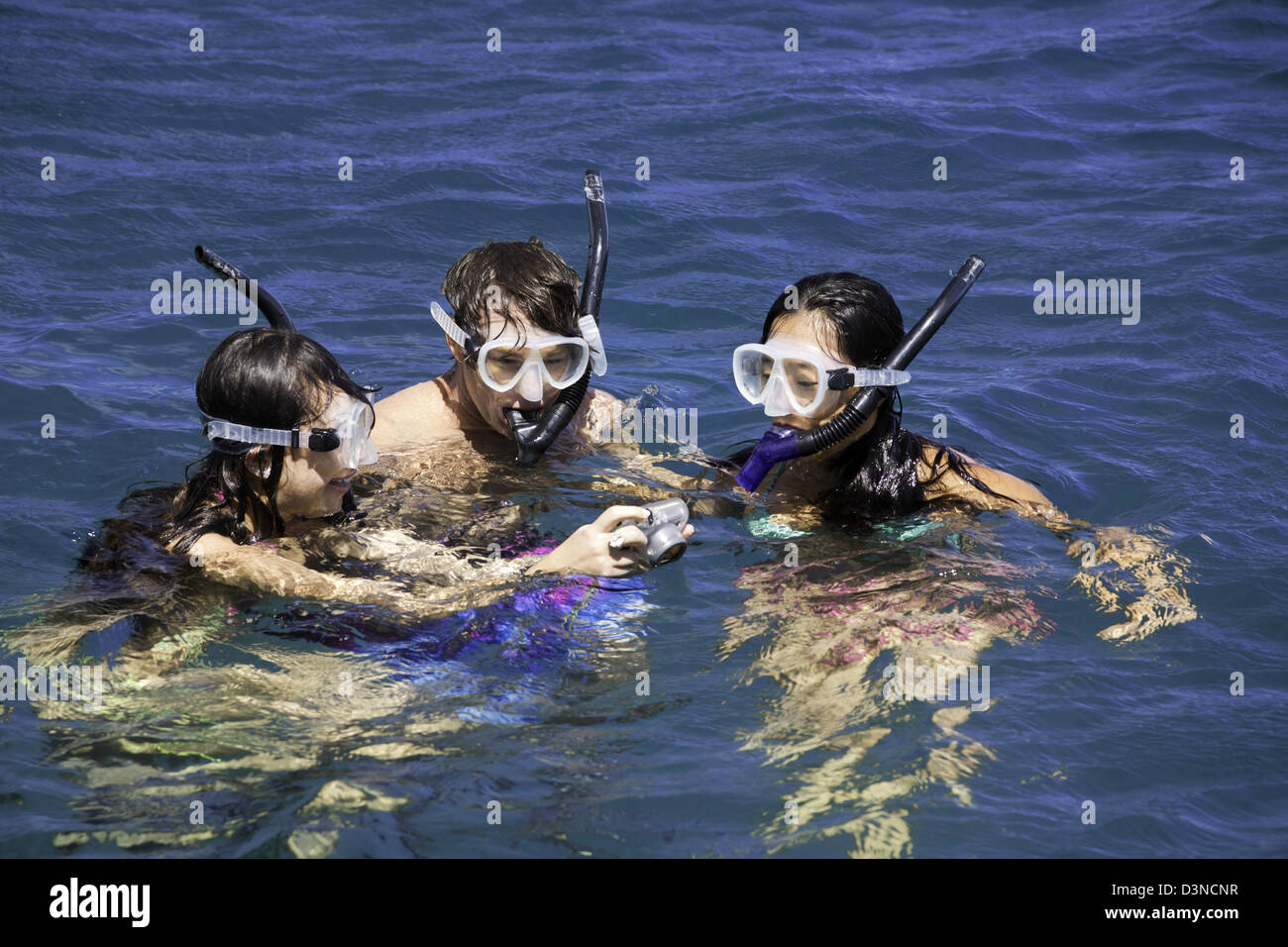 Three snorklers (MR) free diving off the island of Lanai, look at an image on their underwater digital camera, Lanai, Hawaii. Stock Photo