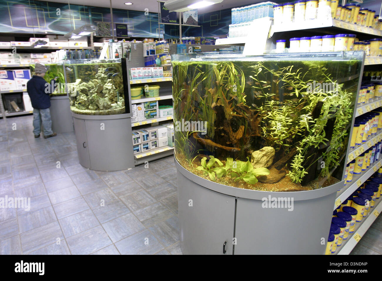 A young boy is amazed by the diverse life in a fish tank in a comprehensive fish department of a pet supply shop in Cologne, Germany, 6 January 2006. Photo: Joerg Carstensen Stock Photo