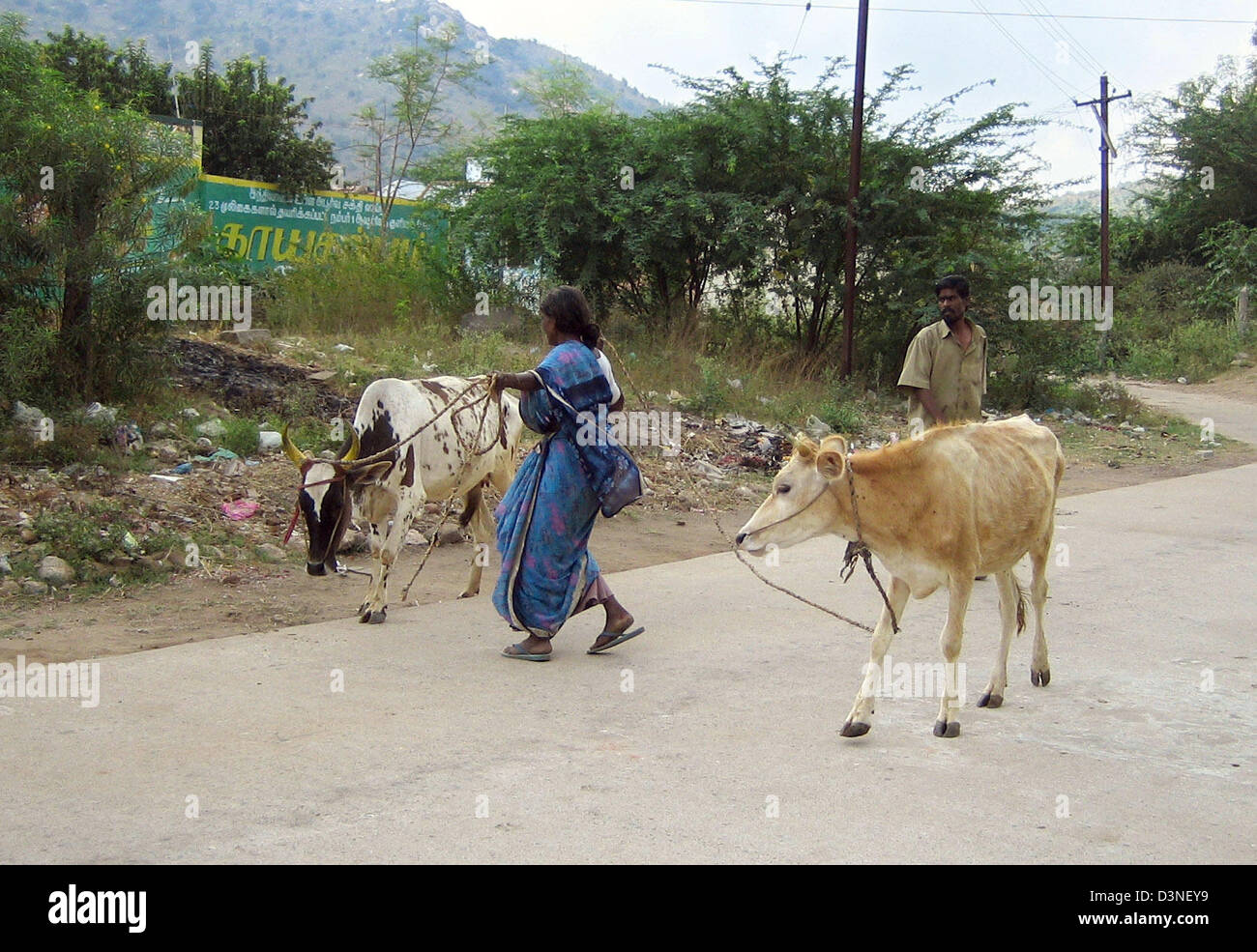 Woman guids cows across the pilgrimage road at the holy mountain Arunachala near Tiruvannamalai, located in the federal state of Tamil Nadu, India, 03 March 2006. With its 980 meters hight Arunachala mountain is India's holiest Hindu mountain and the former domicile of Sri Ramana Maharshi, one of India's wise men. Photo: Beate Schleep Stock Photo