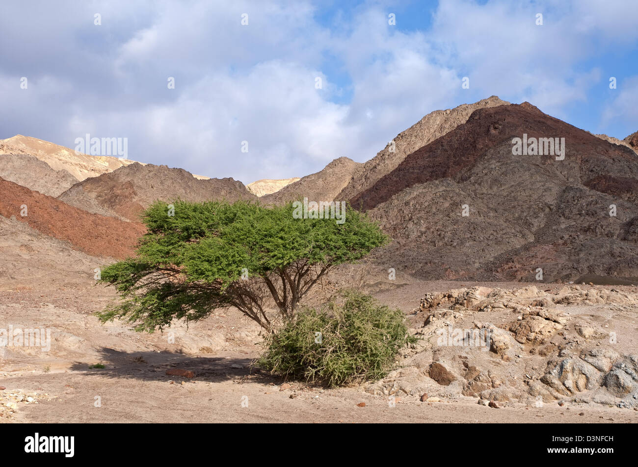 Acacia tree in Eilat mountains, Israel Stock Photo Alamy