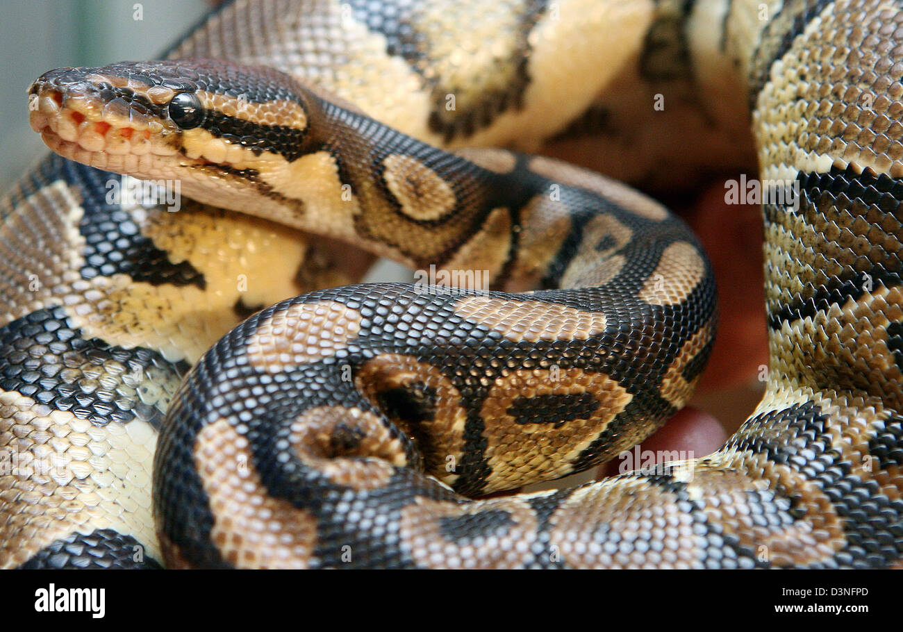 A young royal python (lat.: python regius) is pictured in Frankfurt ...
