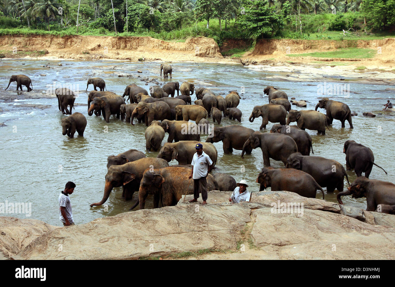 Mahouts (elephant guides) oversee elephants taking a refeshing bath in a river after their hard work in the elephant orphanage in Pinnawela, Sri Lanka, 26 April 2006. Elephants are highly recognized on Sri Lanka for their work capacity. To walk through under the stomach of an elephant shal bring lifetime-long luck. Photo: Maurizio Gambarini Stock Photo