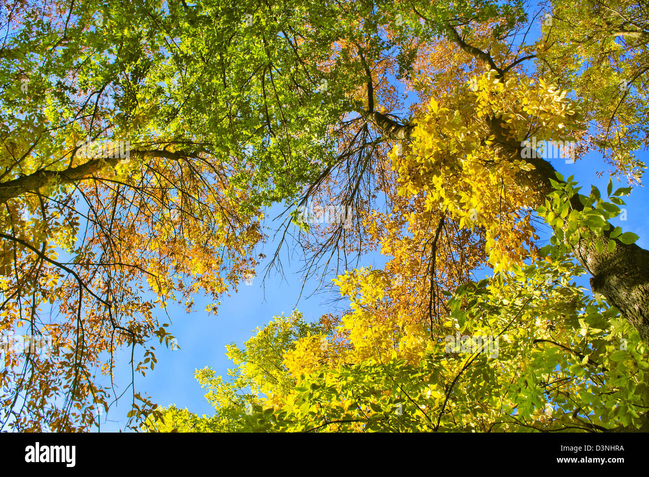 Park background blue sky hi-res stock photography and images - Alamy